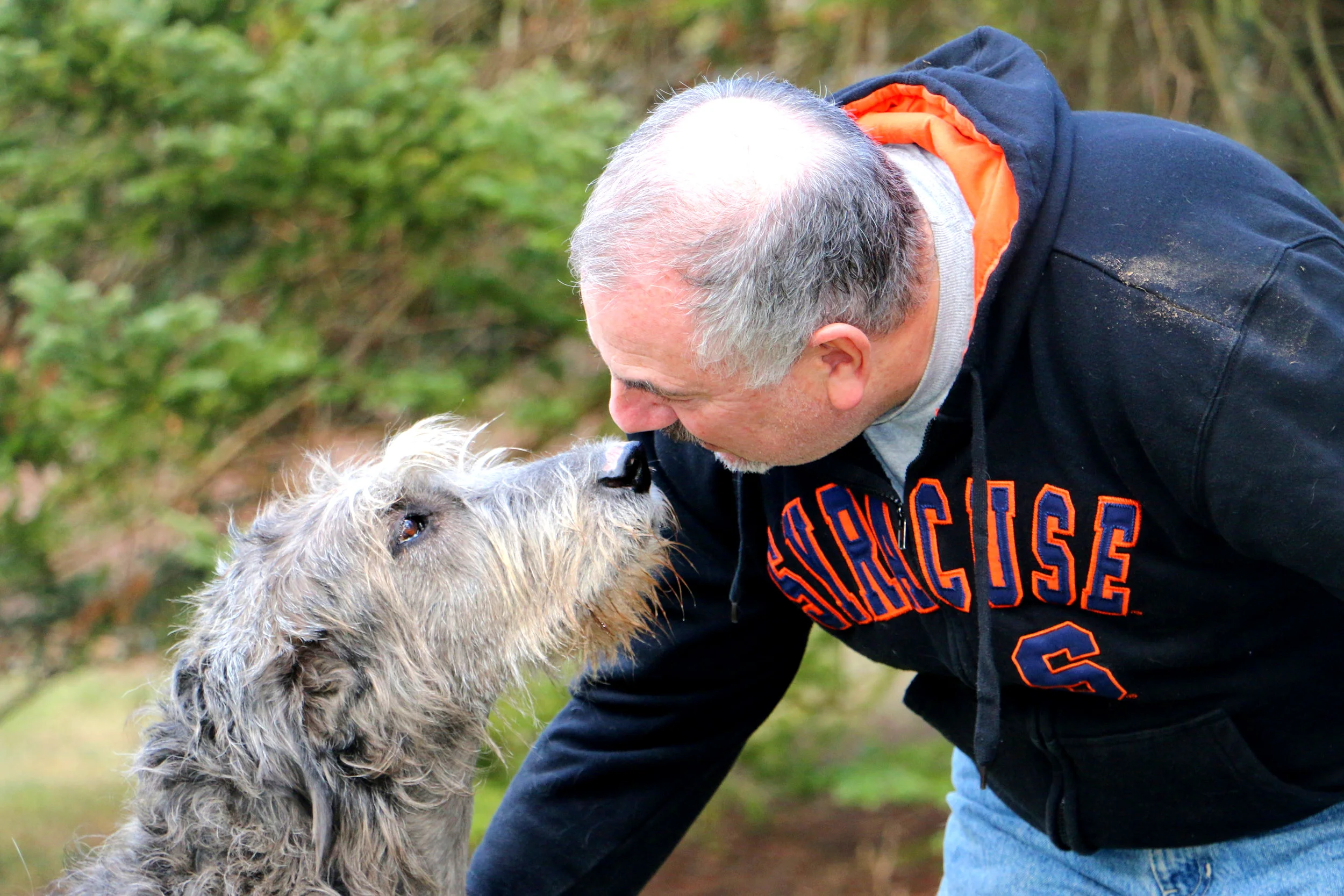 irish wolfhound standard poodle mix