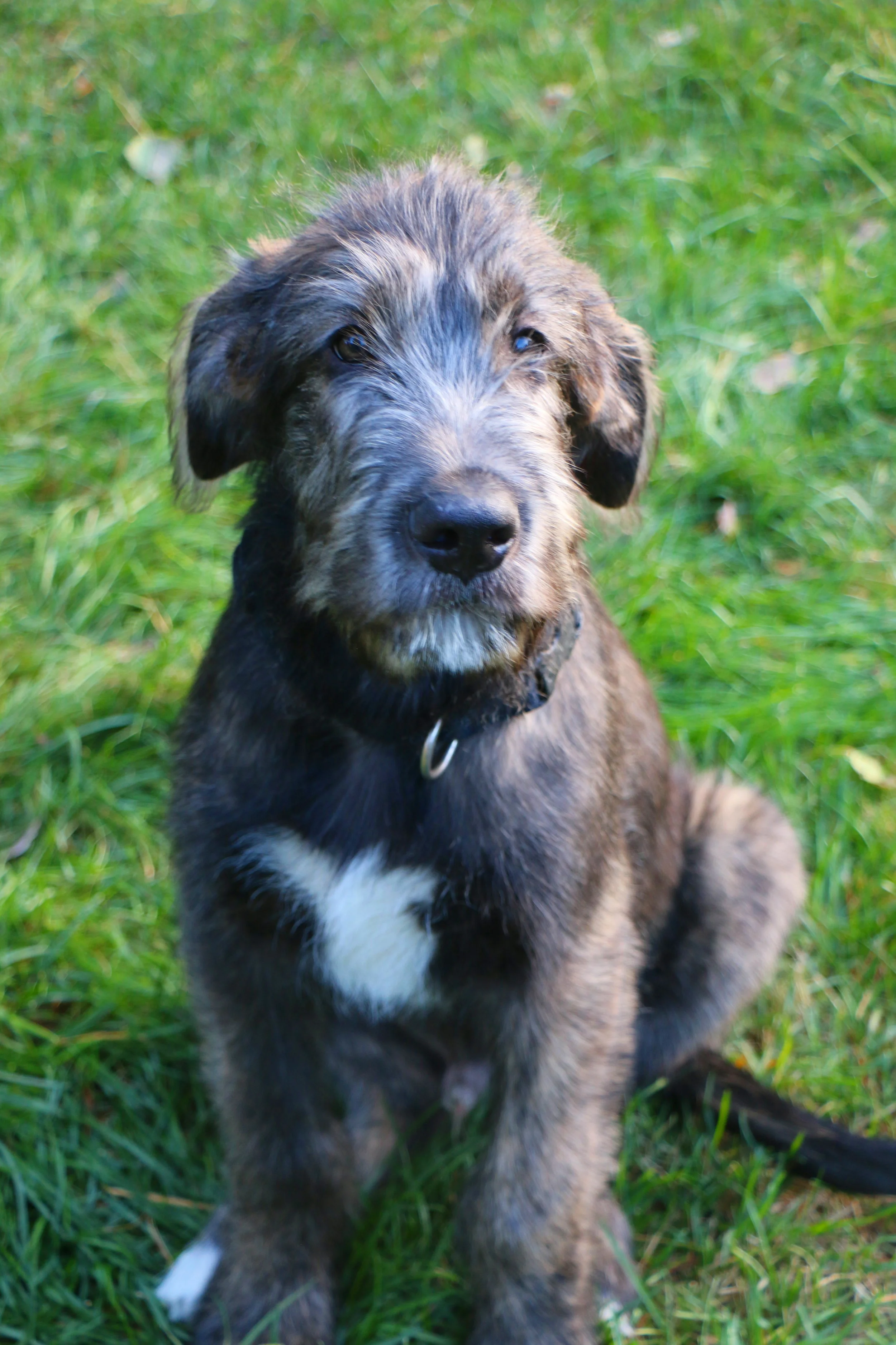 Ballyhara Mane 12 weeks