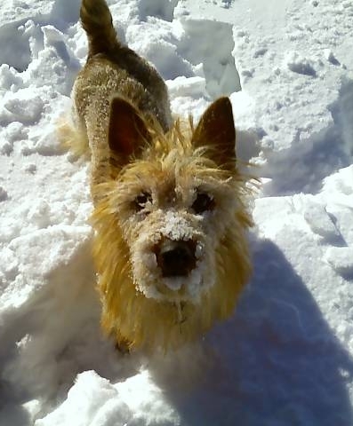 Lucy as a pup 