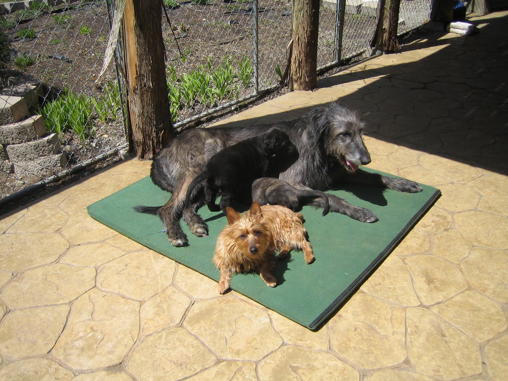 Lucy with her first wolfhound litter