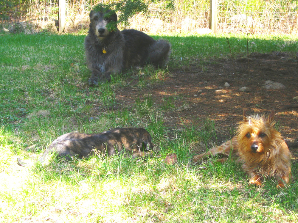 Keeping guard over one of the puppies