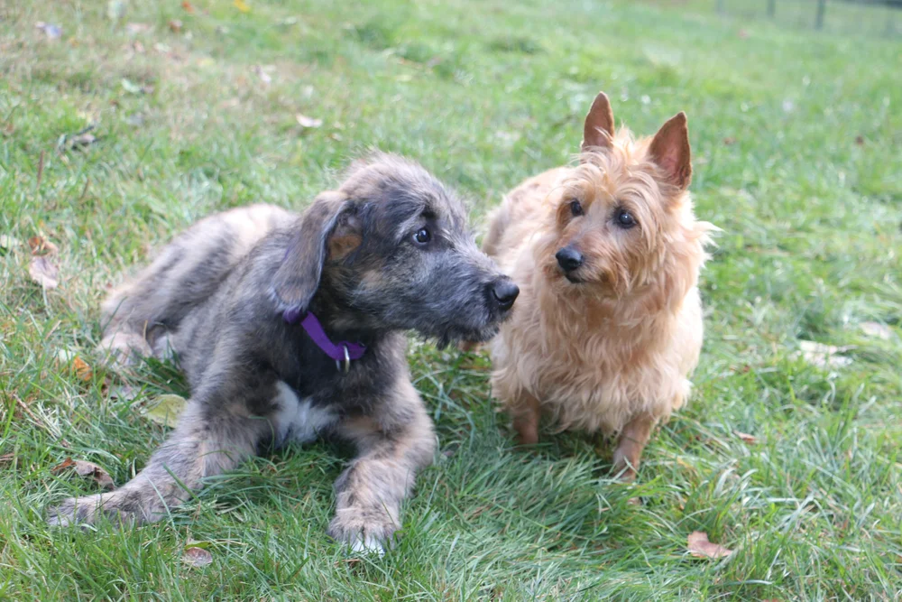 Mare learning respect at 12 weeks