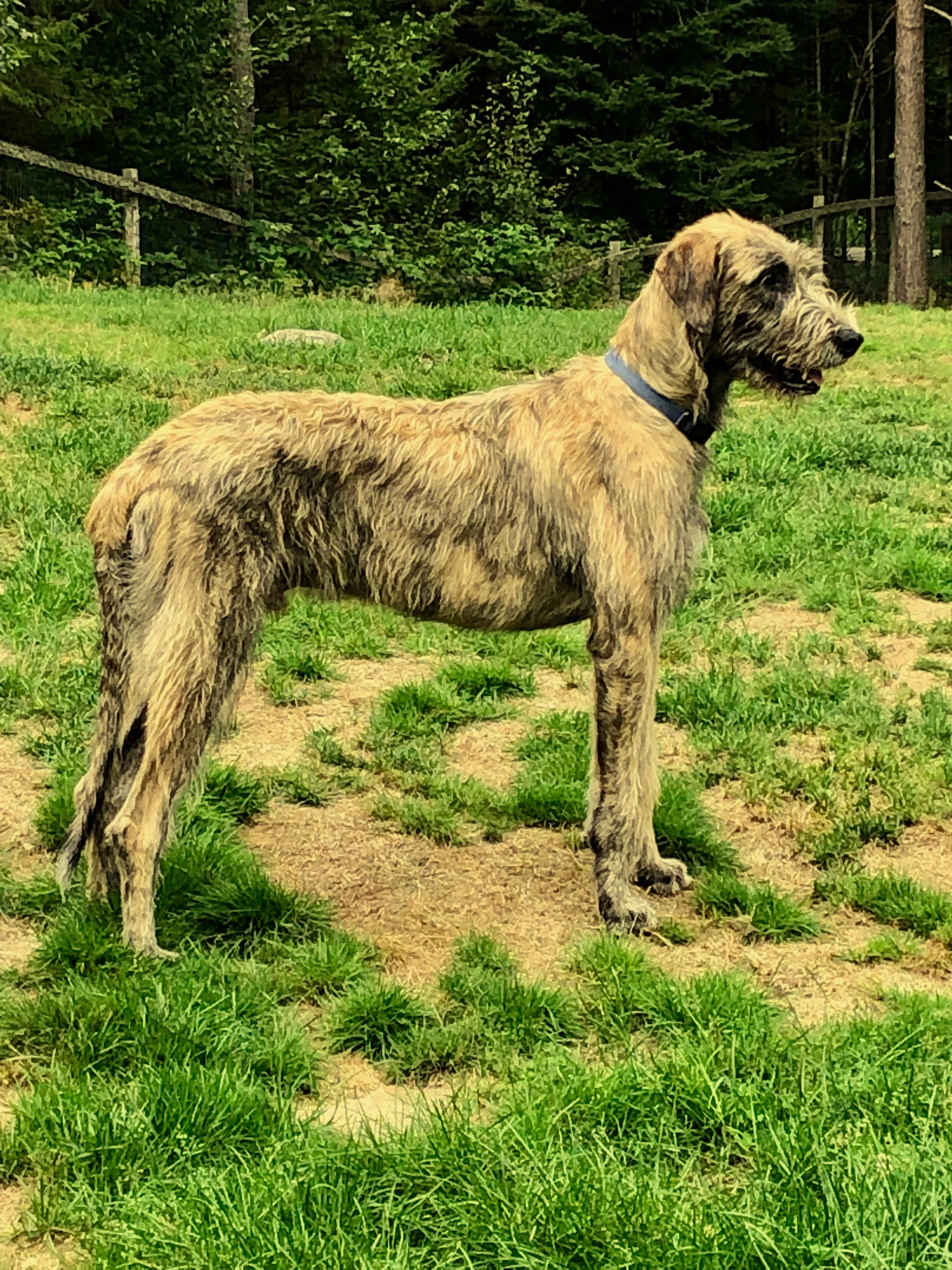 Yearling Michaleen 12 mos