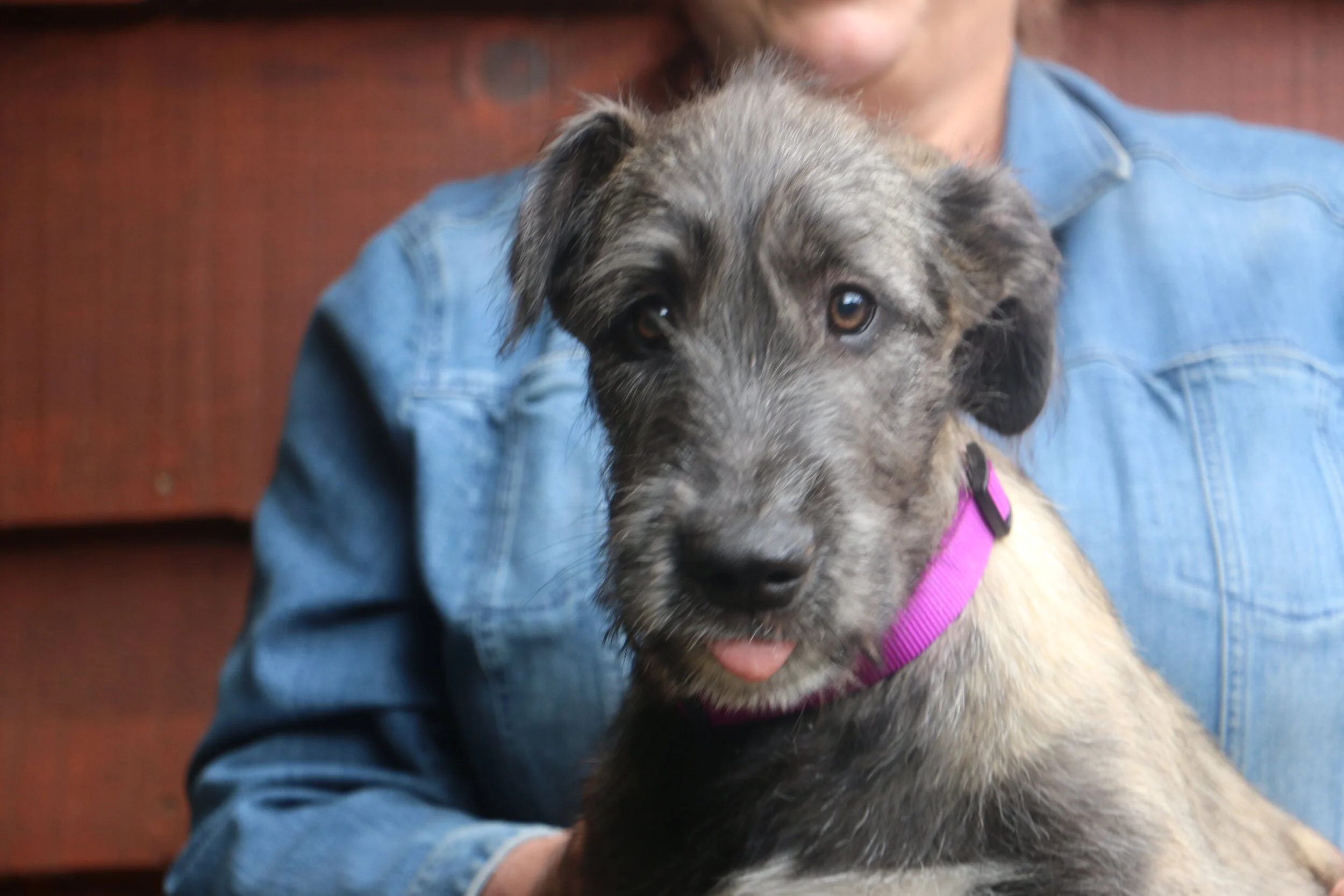 Ballyhara Aideen 12 wks