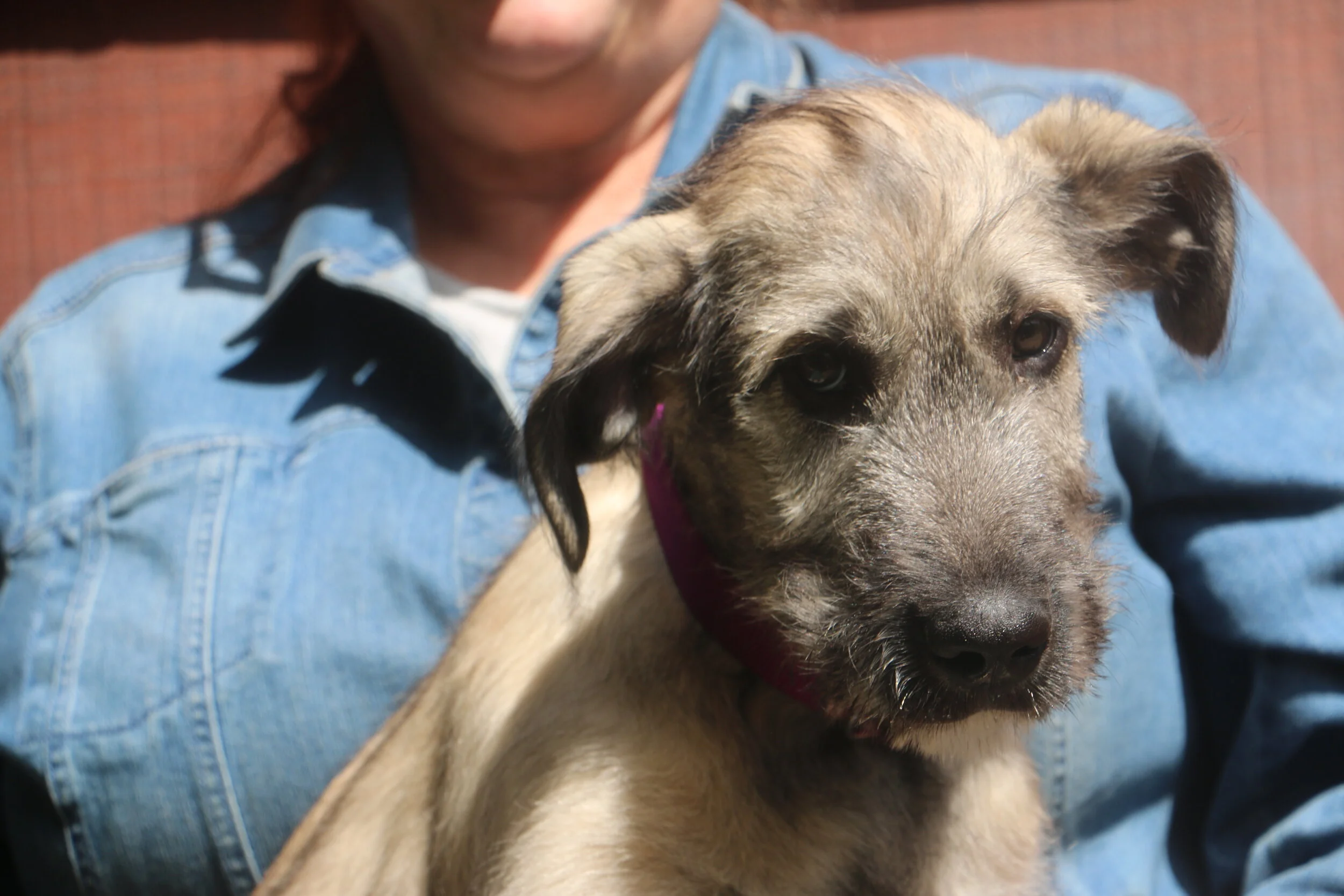 Ballyhara Ailbe 12 wks