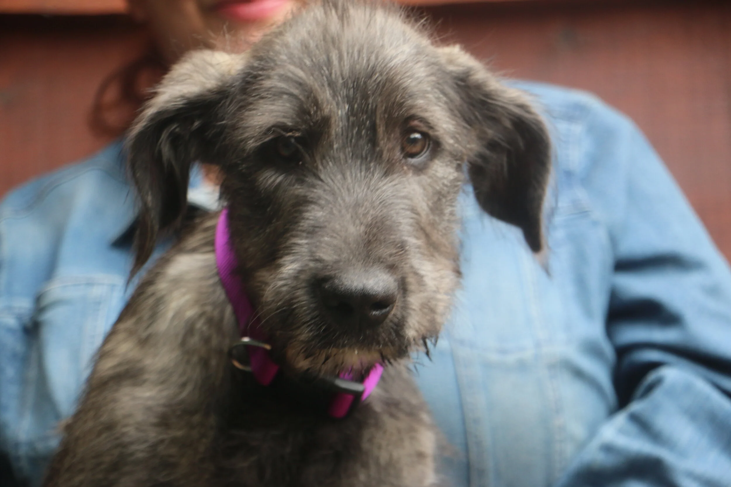 Ballyhara Apache 12 wks