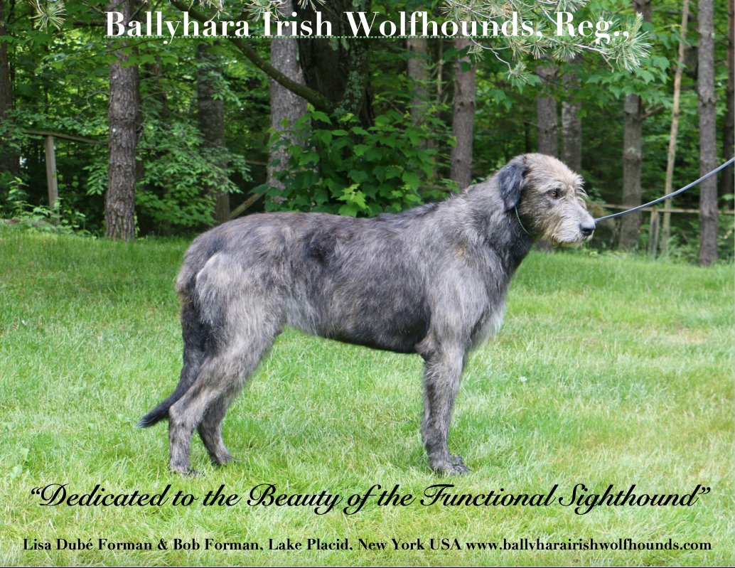 Ballyhara AD Draft #1 summer 2018 H&H  copy 2022-01-19 15-02-32.jpg