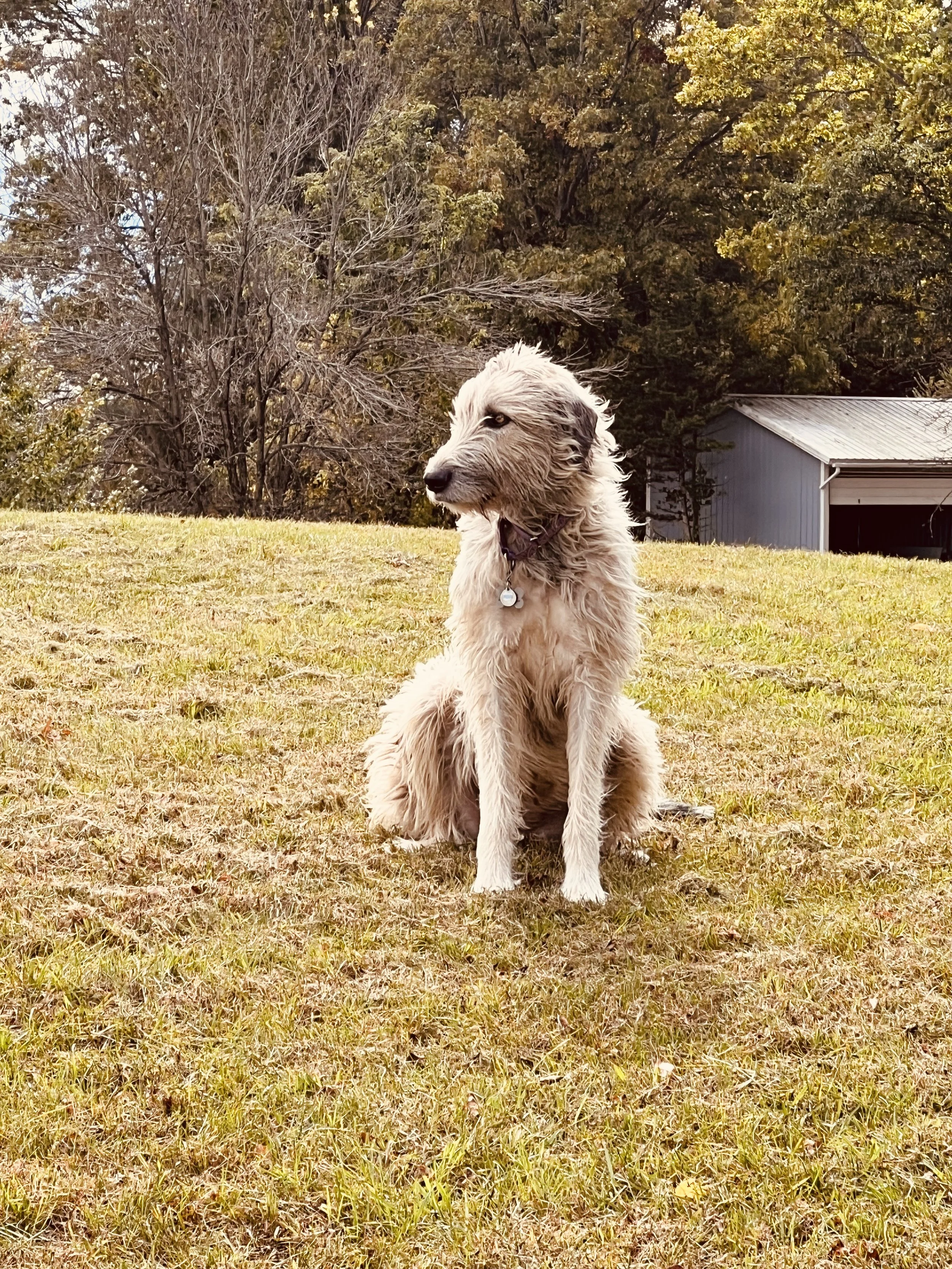Canine Heart Health and Genetic Testing