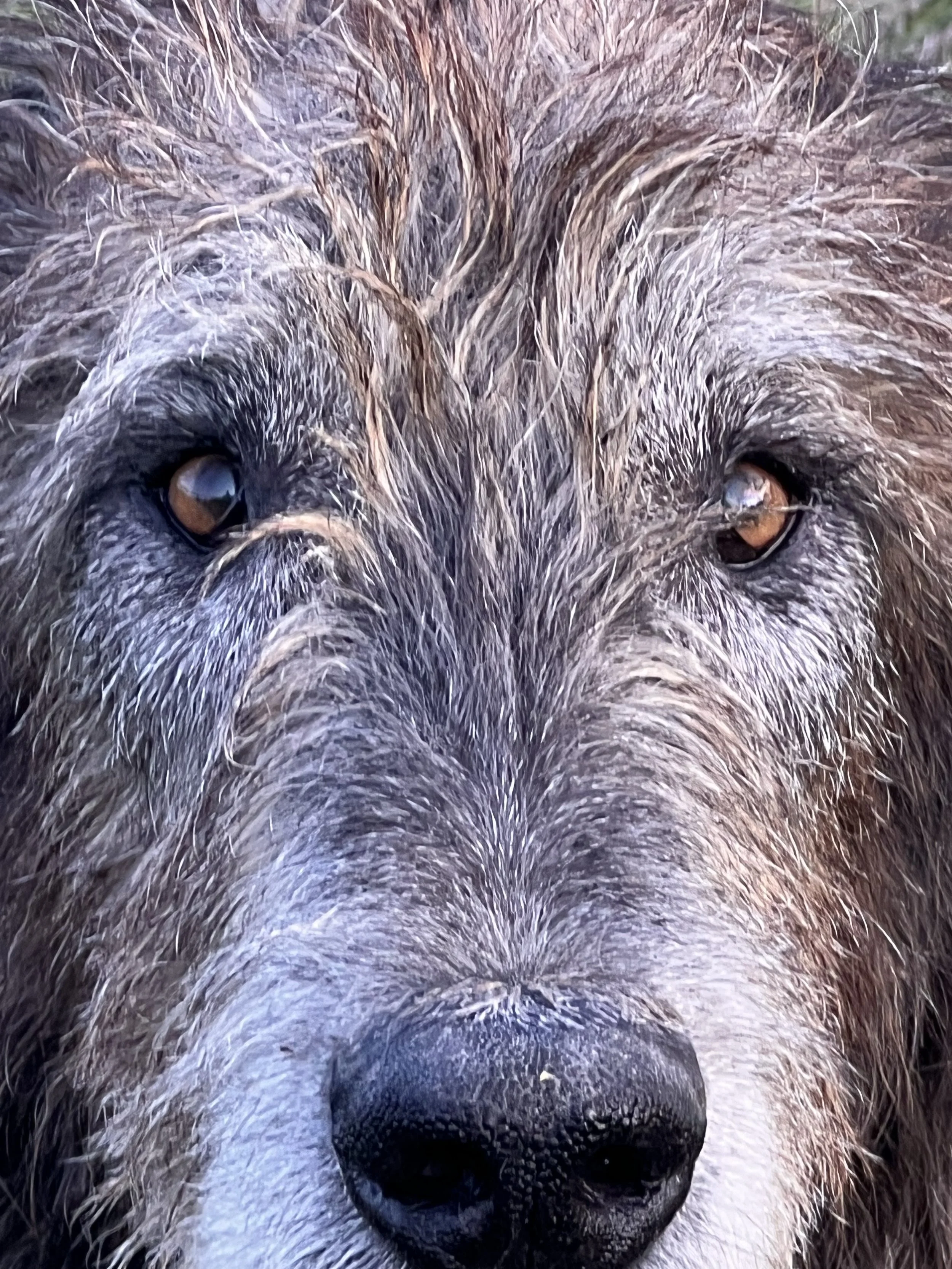 The Effect of Body Size and Inbreeding on Cancer Mortality in Breeds of the Domestic Dog