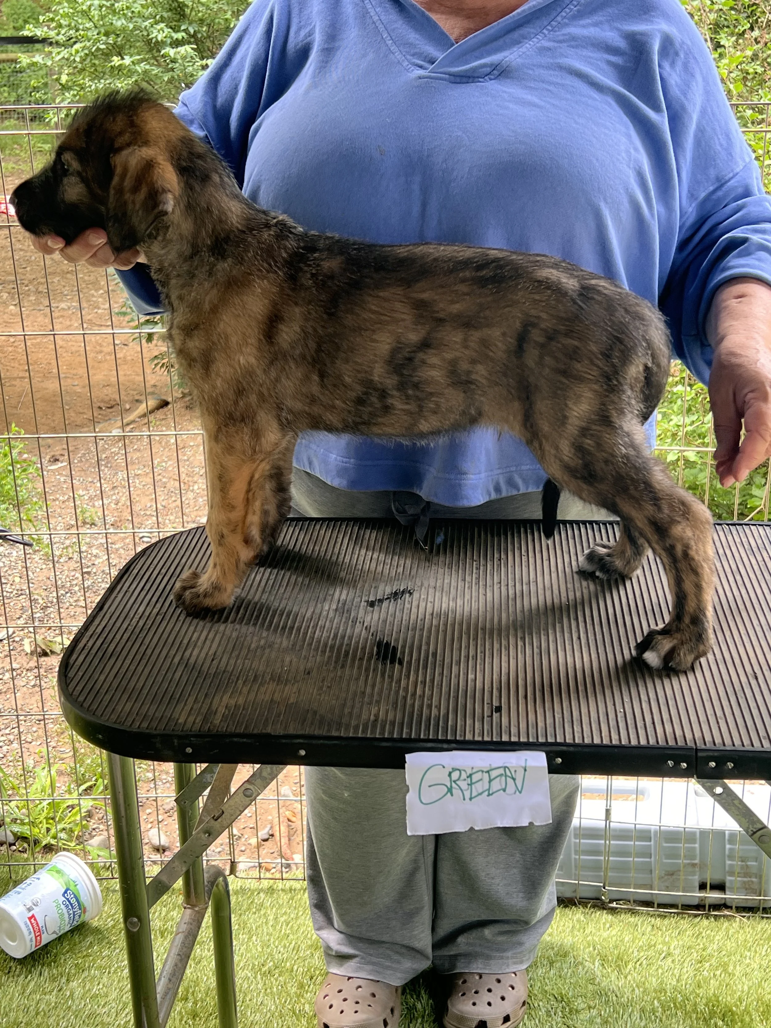 Ballyhara Erin 4 weeks