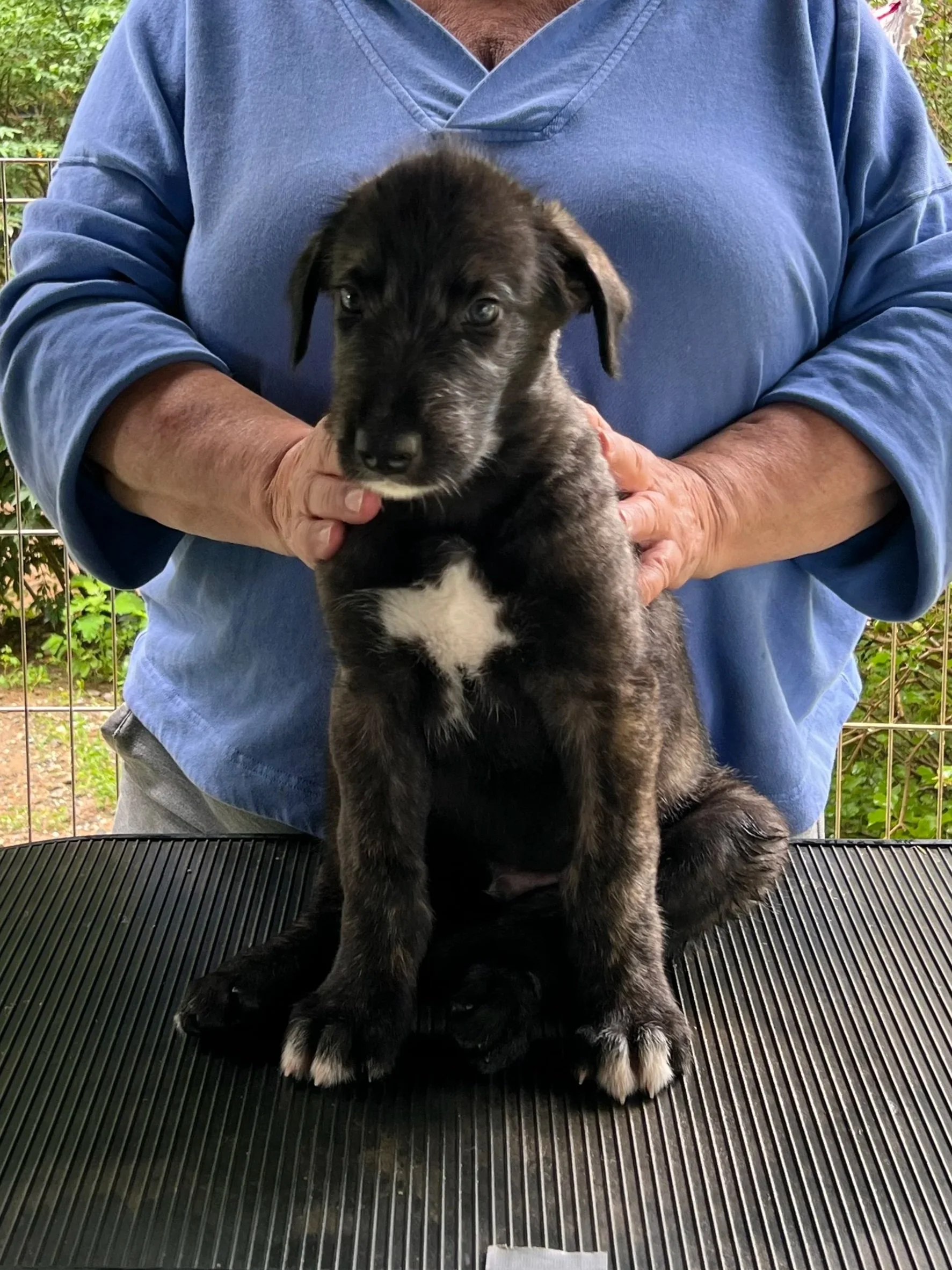 Emissary forequarters 