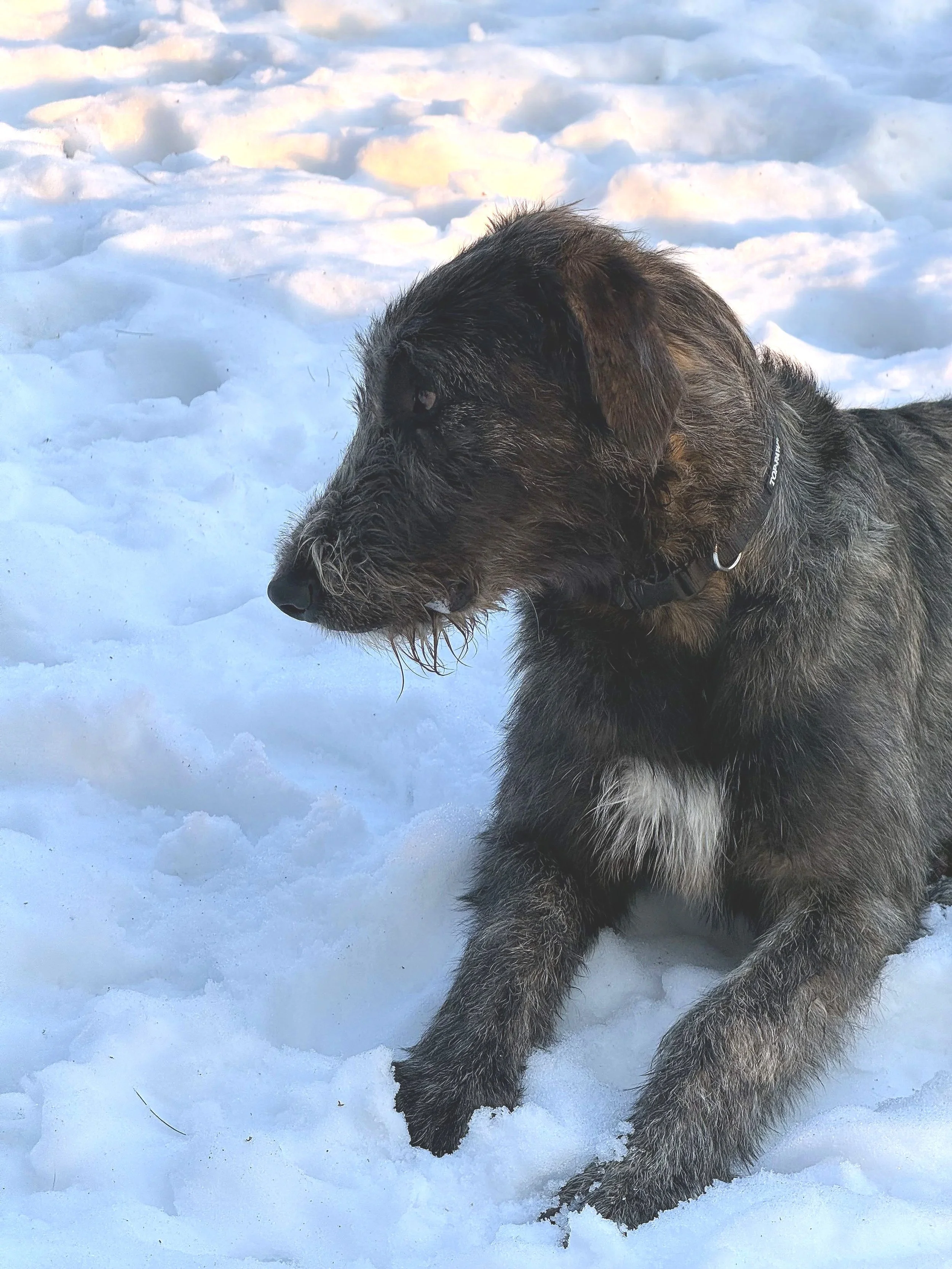 Ballyhara Emissary Head profile 2 at 10 mos