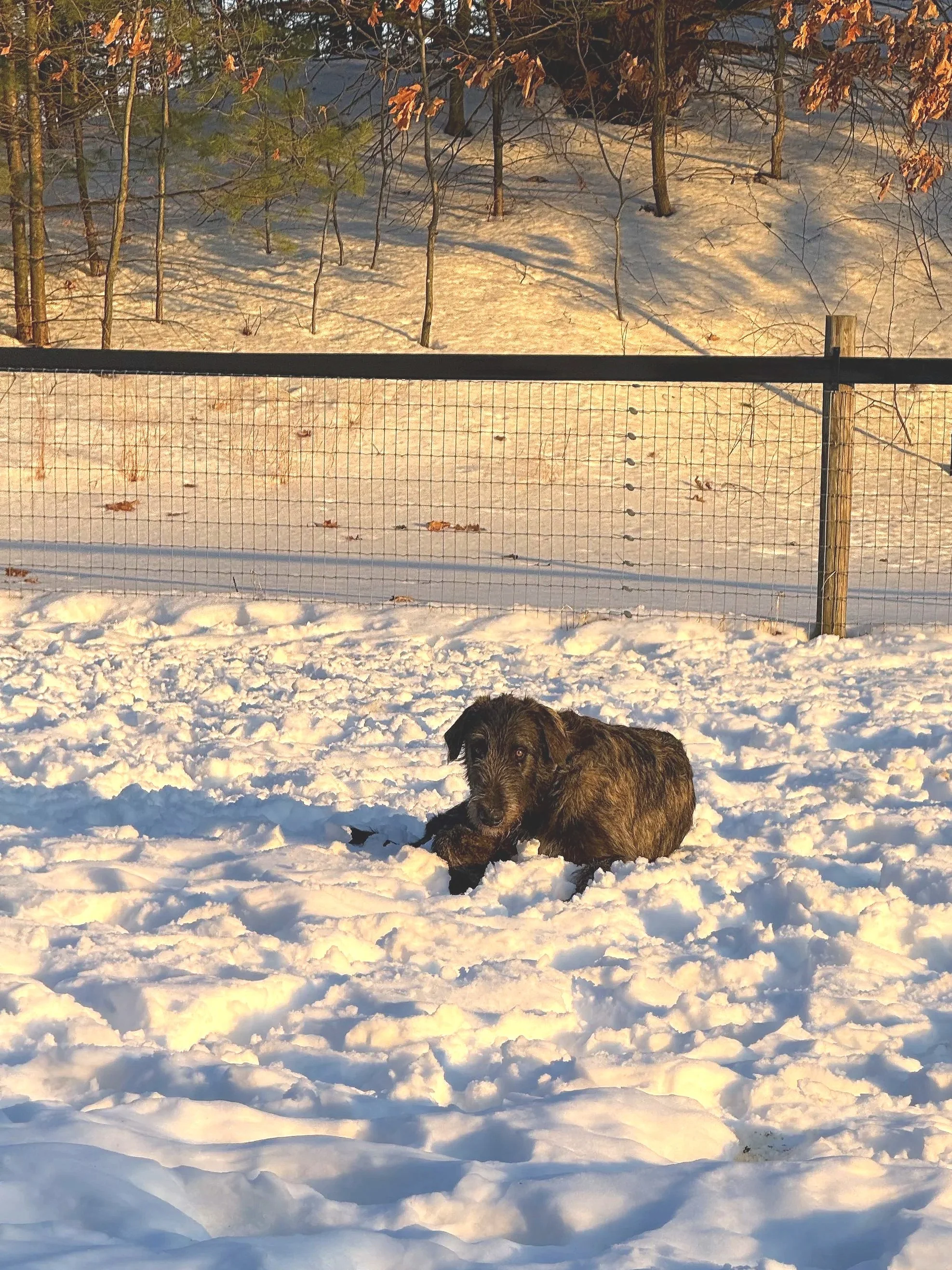 Ballyhara Emissary relaxing 10 months