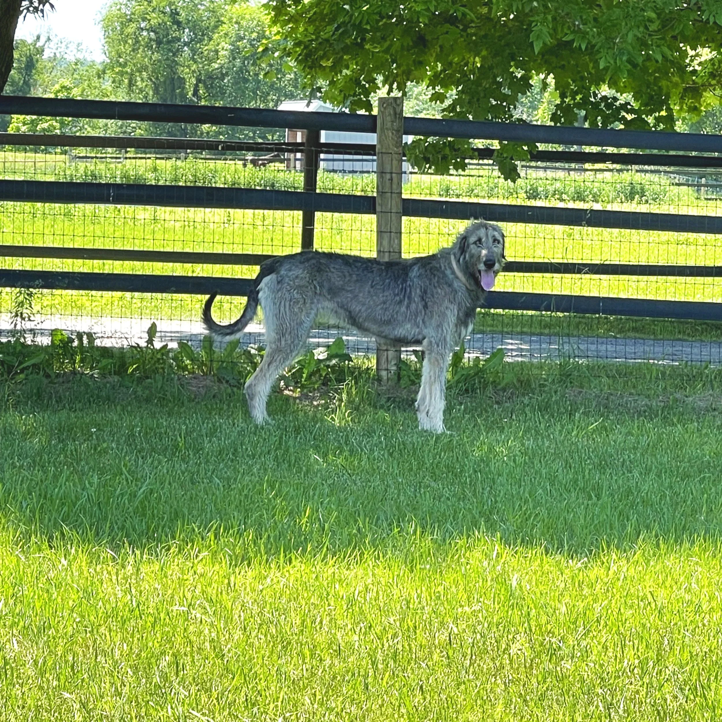 Alannah in Stable paddock