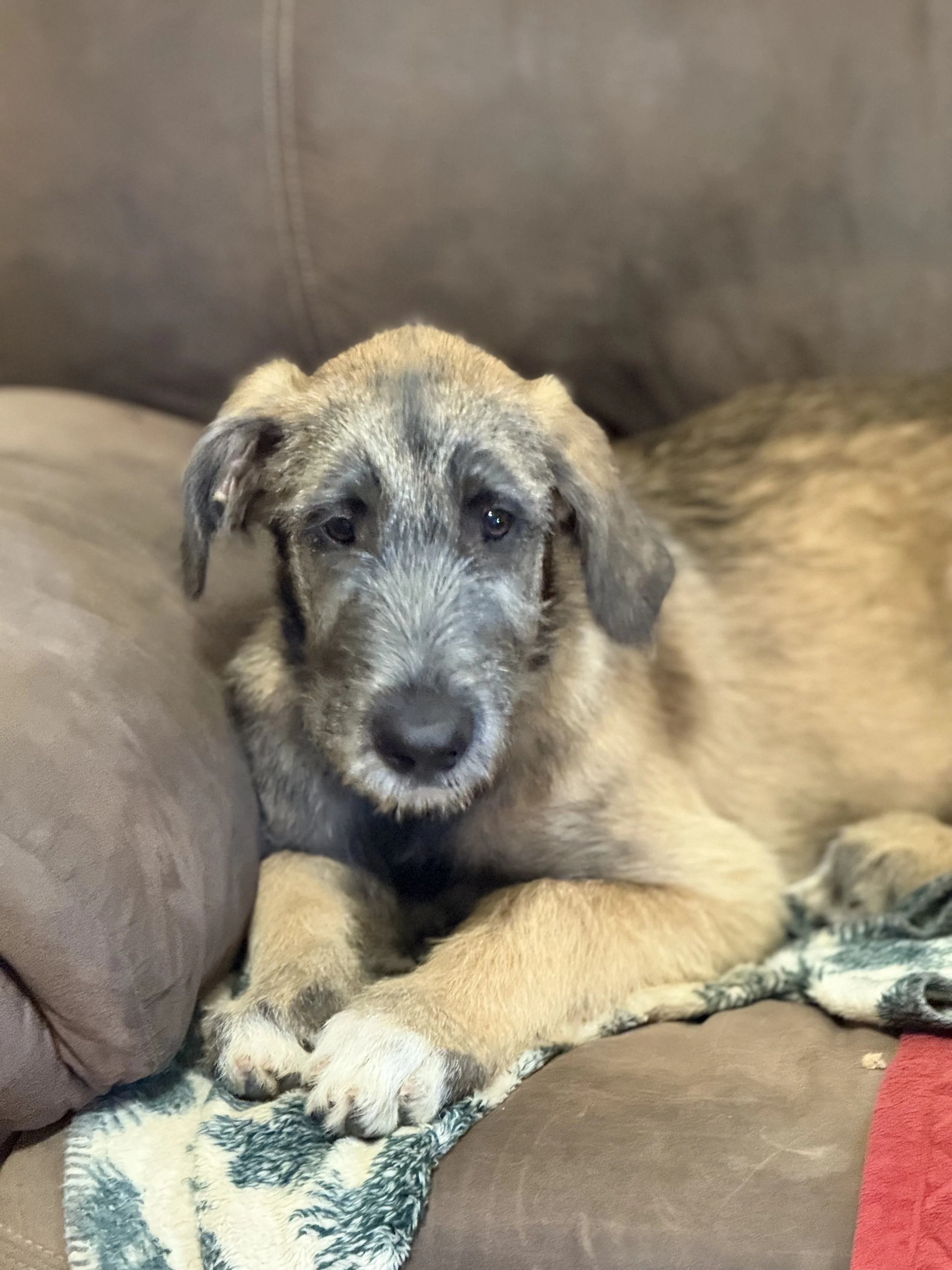 Irish Wolfhound Ballyhara Evangeline