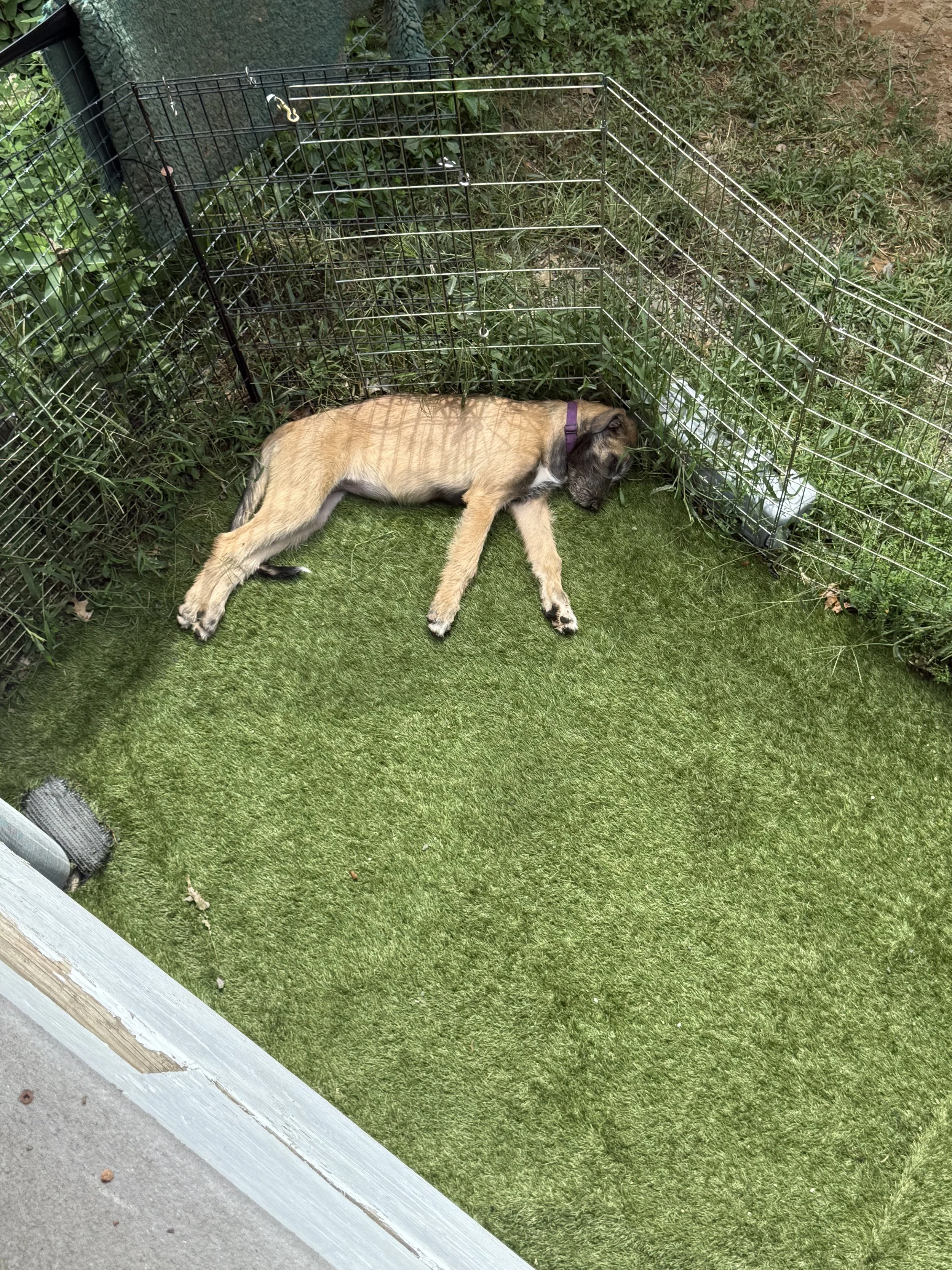 ballyhara Evangeline