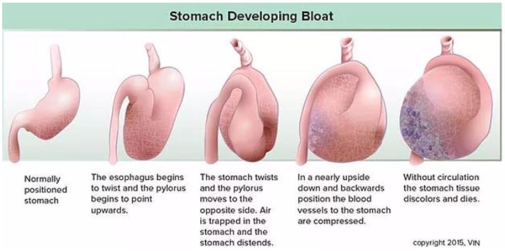 Gastric Volvulus Dilation (GDV)