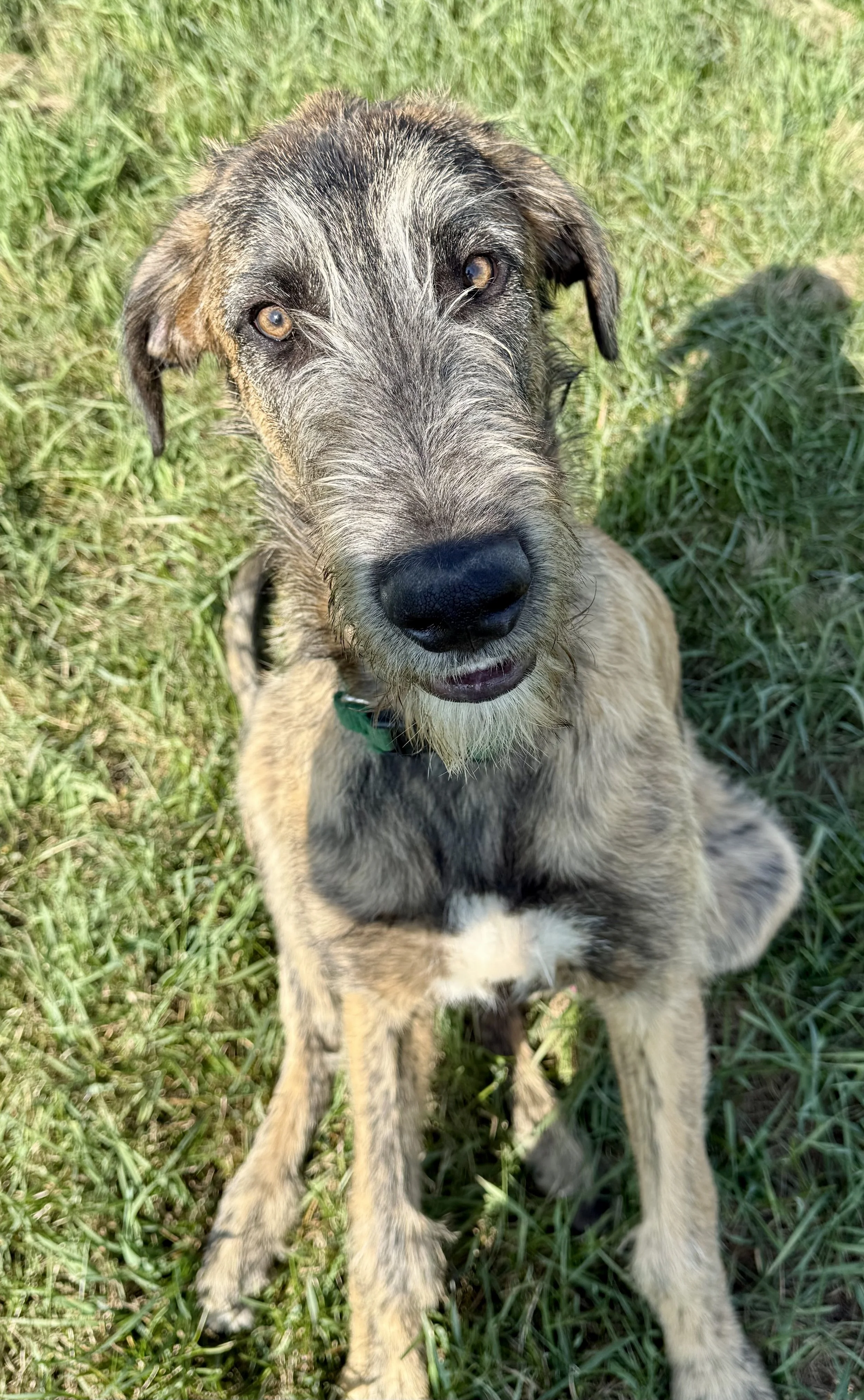 Ballyhara Erin 5 months