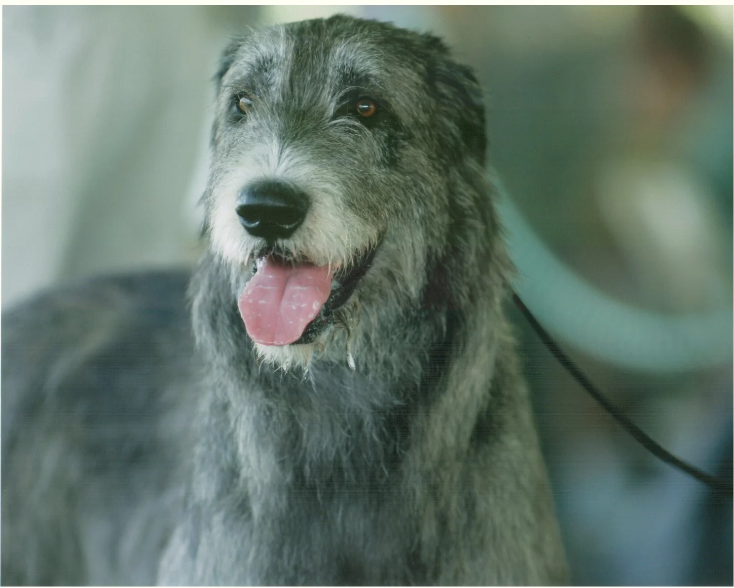 Irish Wolfhound Cudama Santa of Ballyhara
