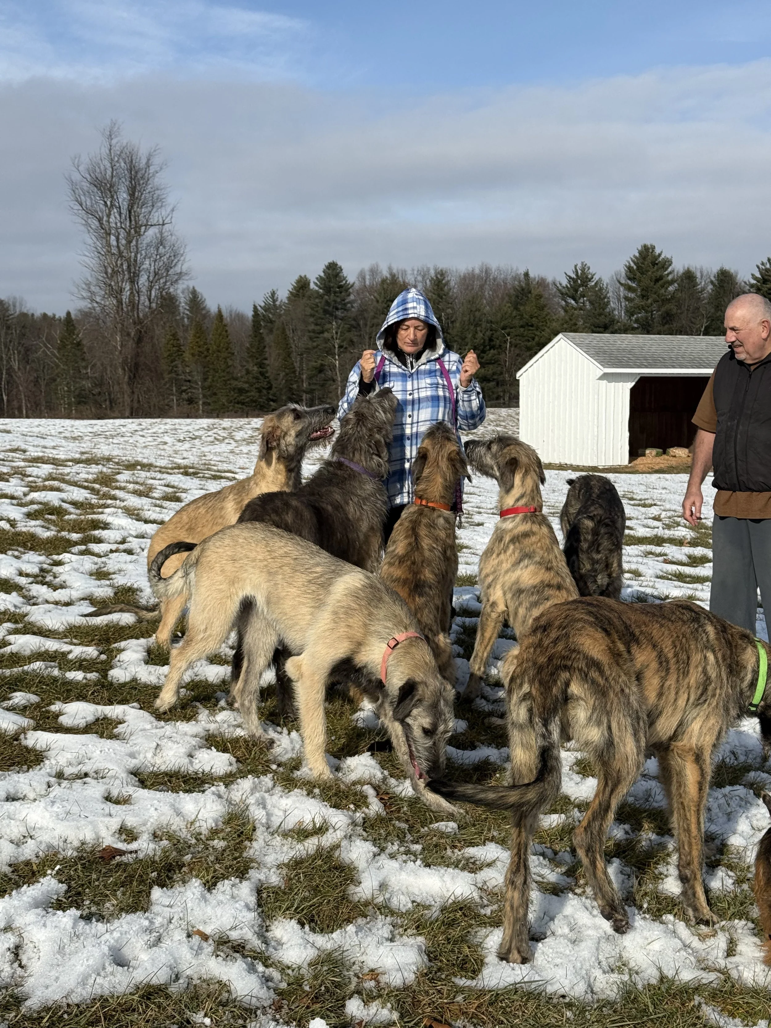 ballyhara wolfhounds