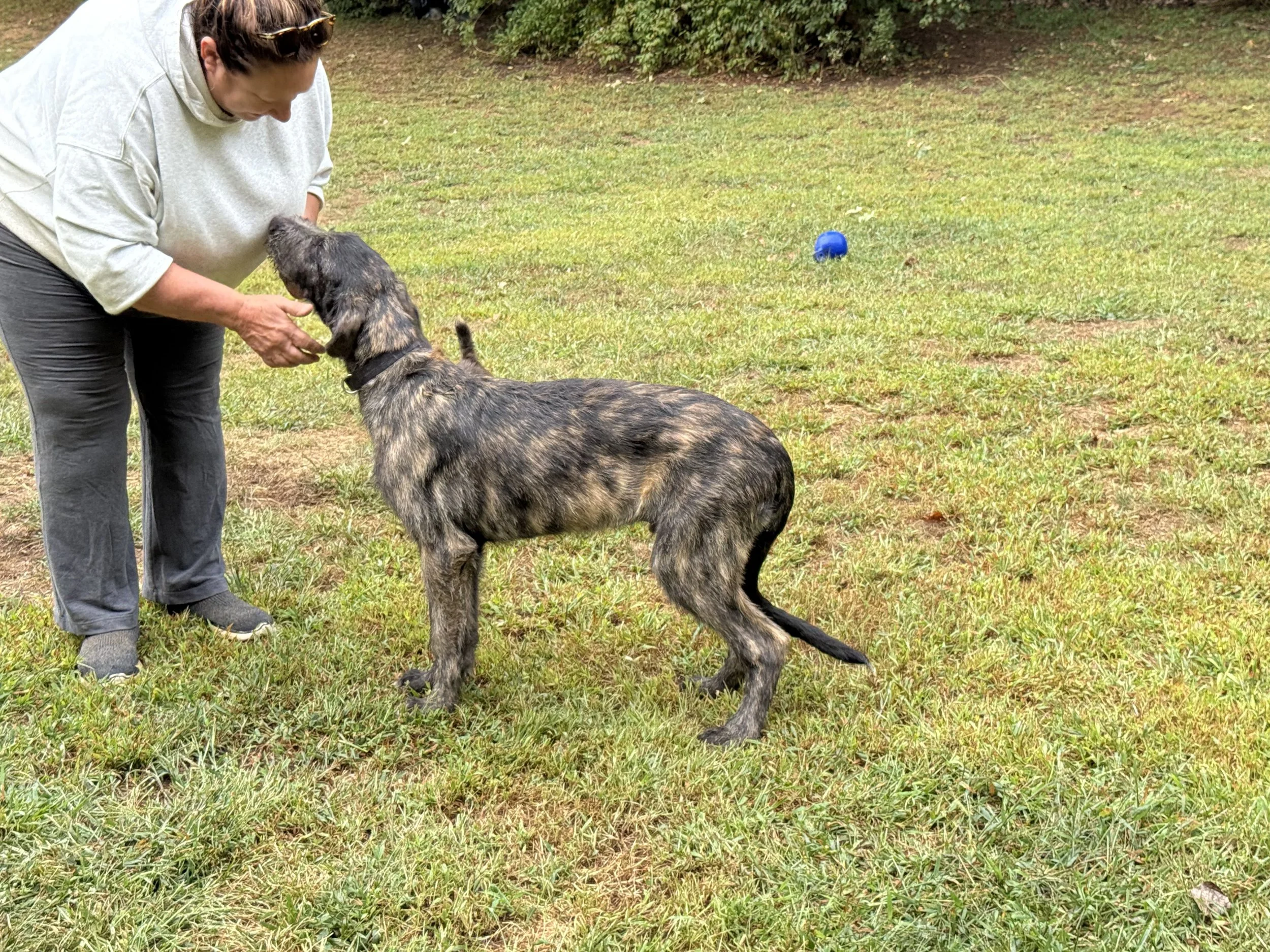 Emissary approx. 4 months