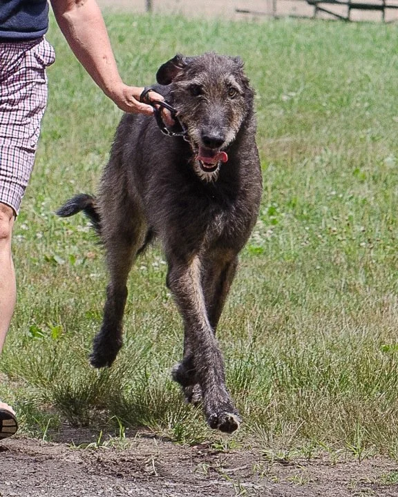 Irish Wolfhound Ballyhara Chevonne