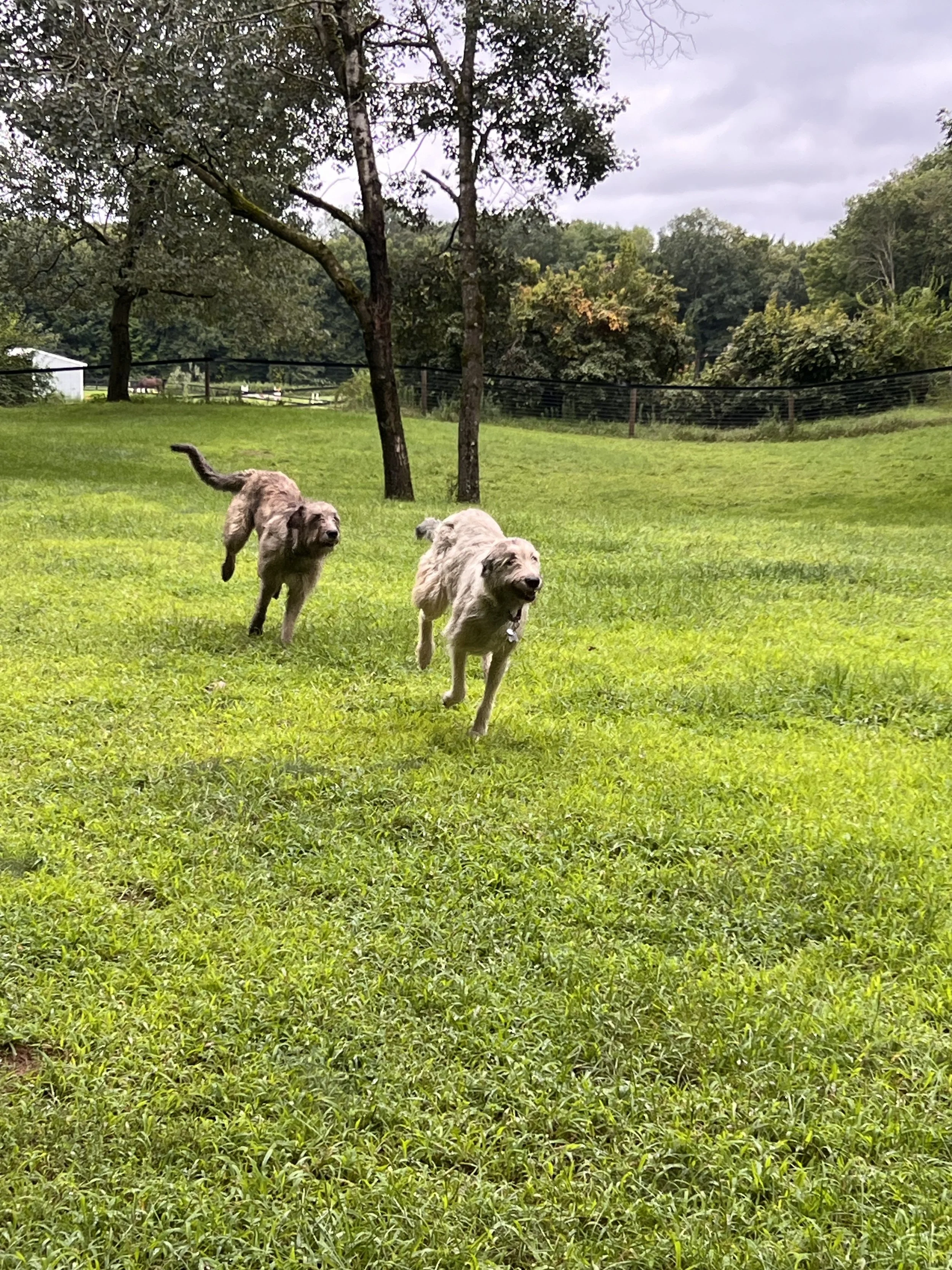 Ballyhara Afric and Ali