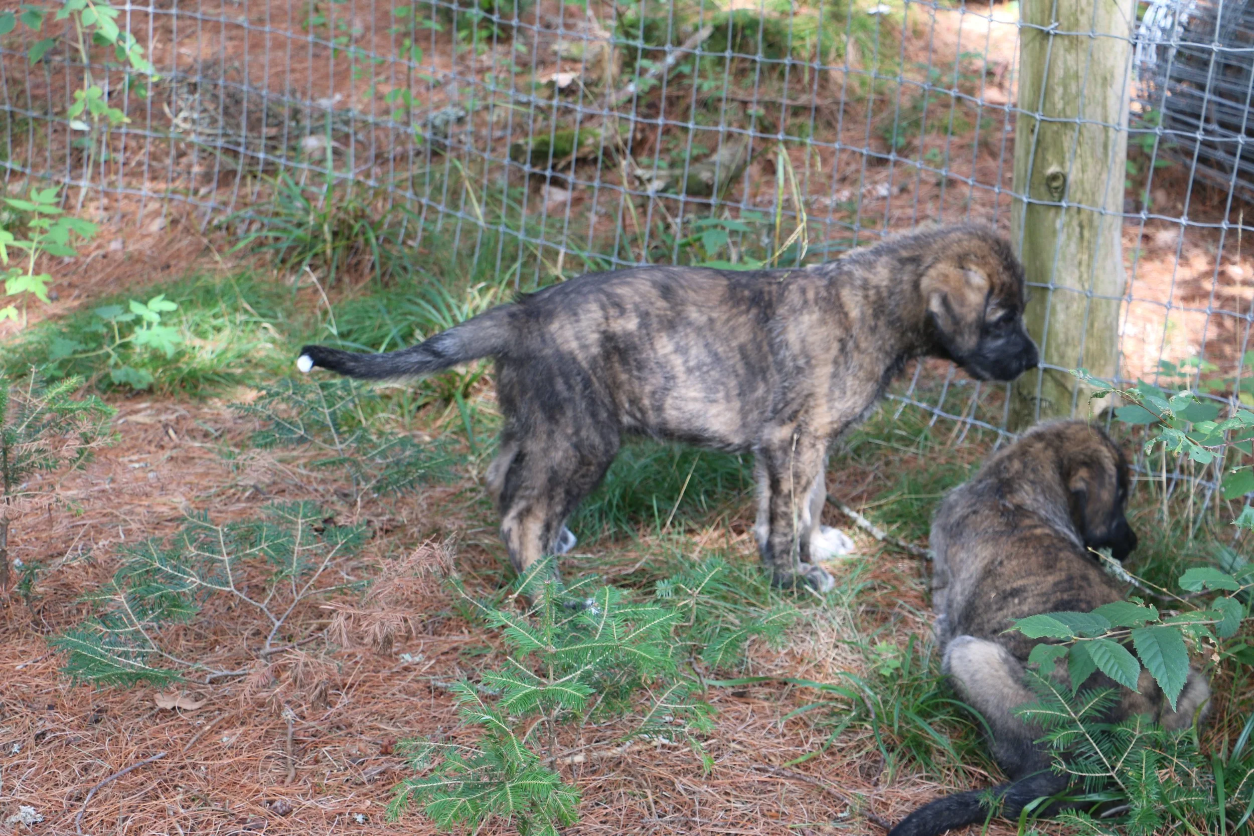 Ballyhara Afric 5 weeks