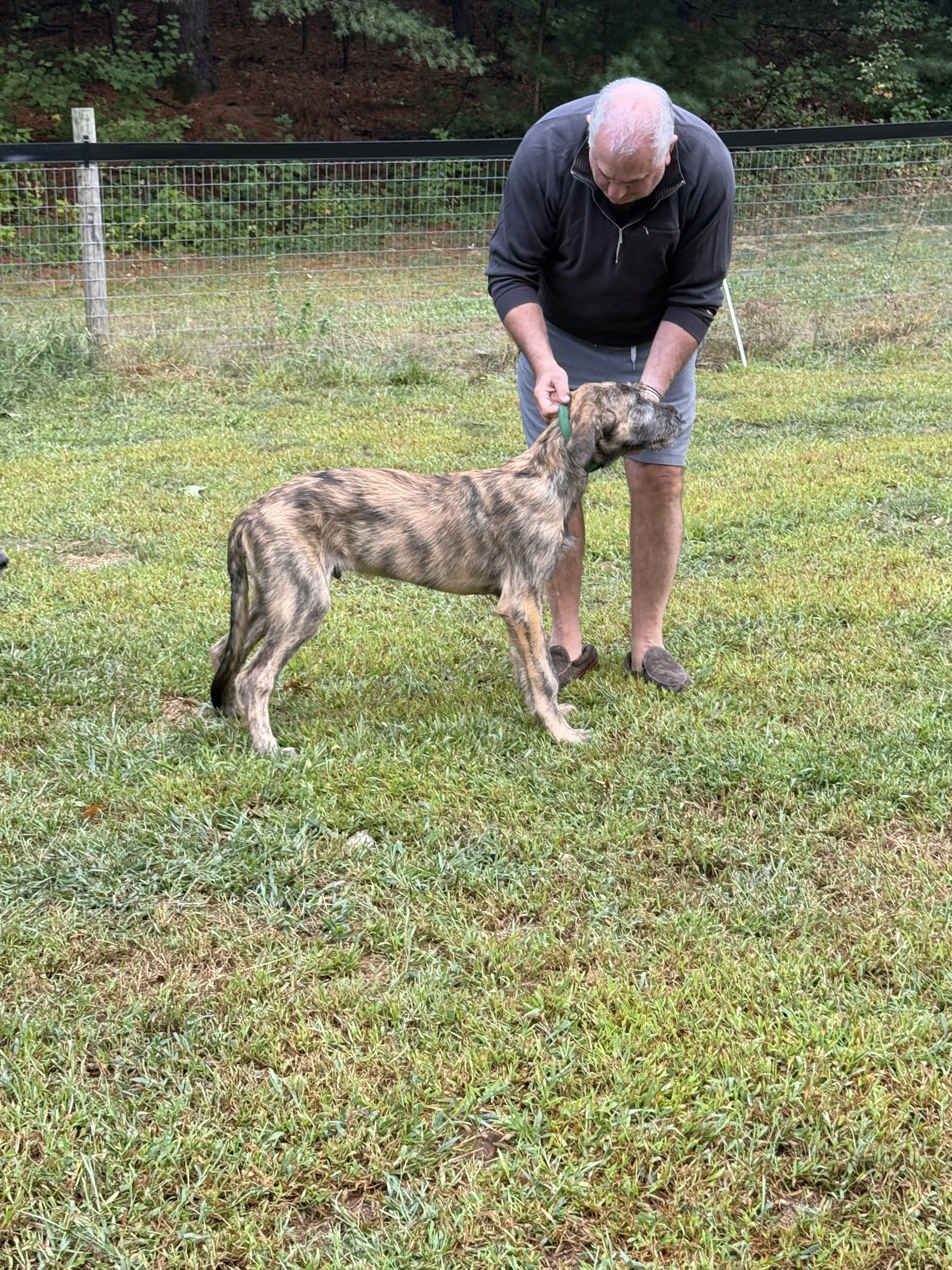 Ballyhara Erin 4 months