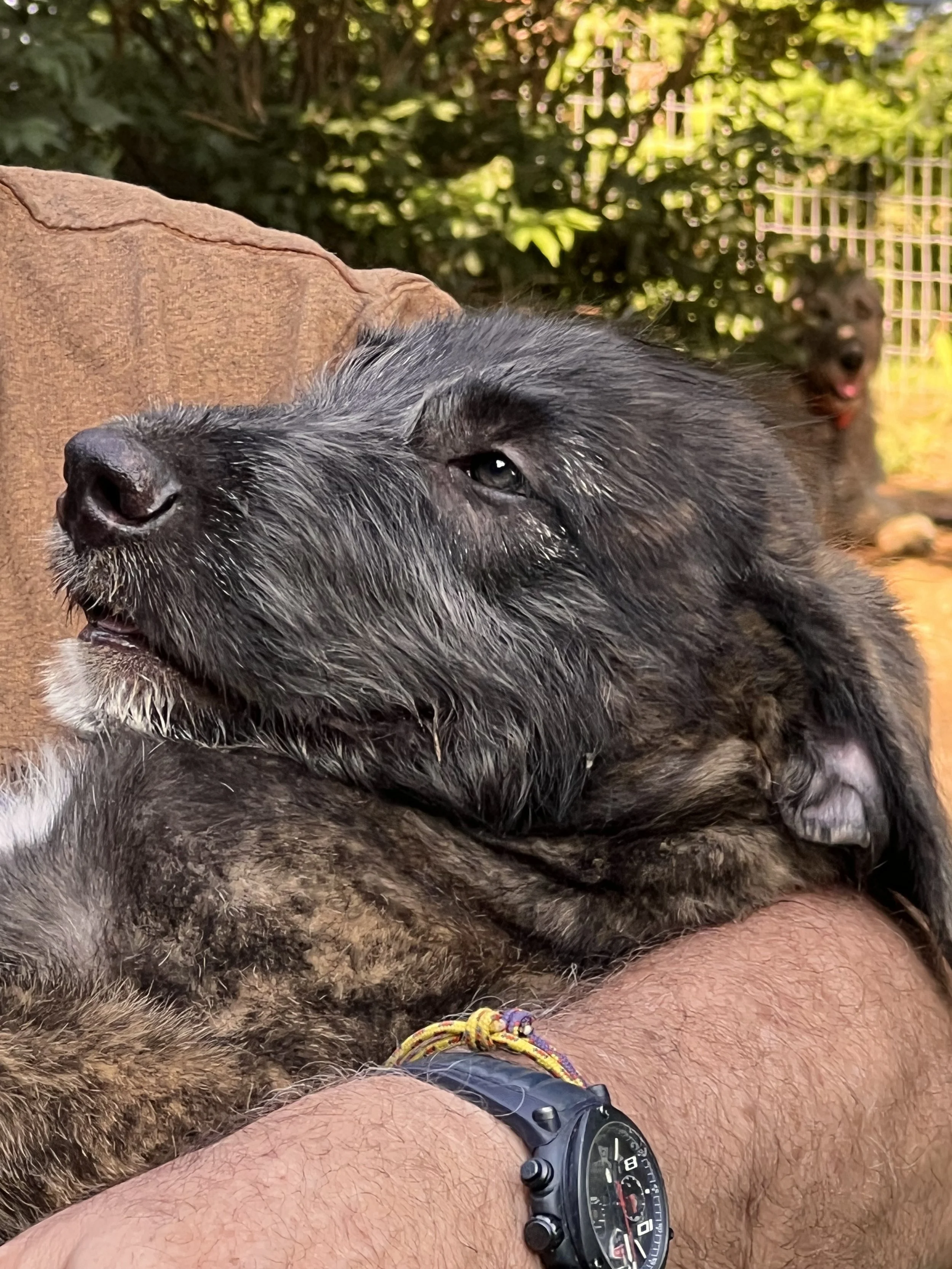 Emissary profile head