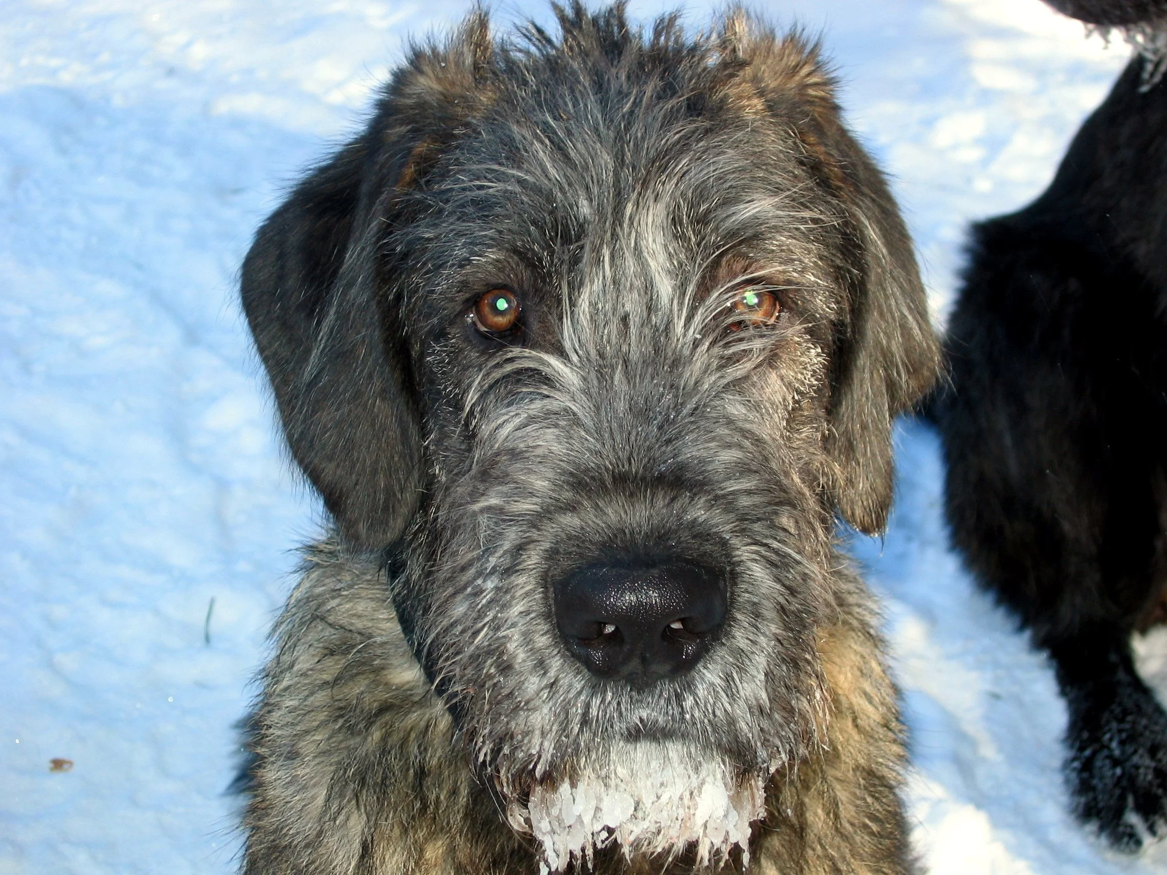 Irish Wolfhound Ballyhara Danny