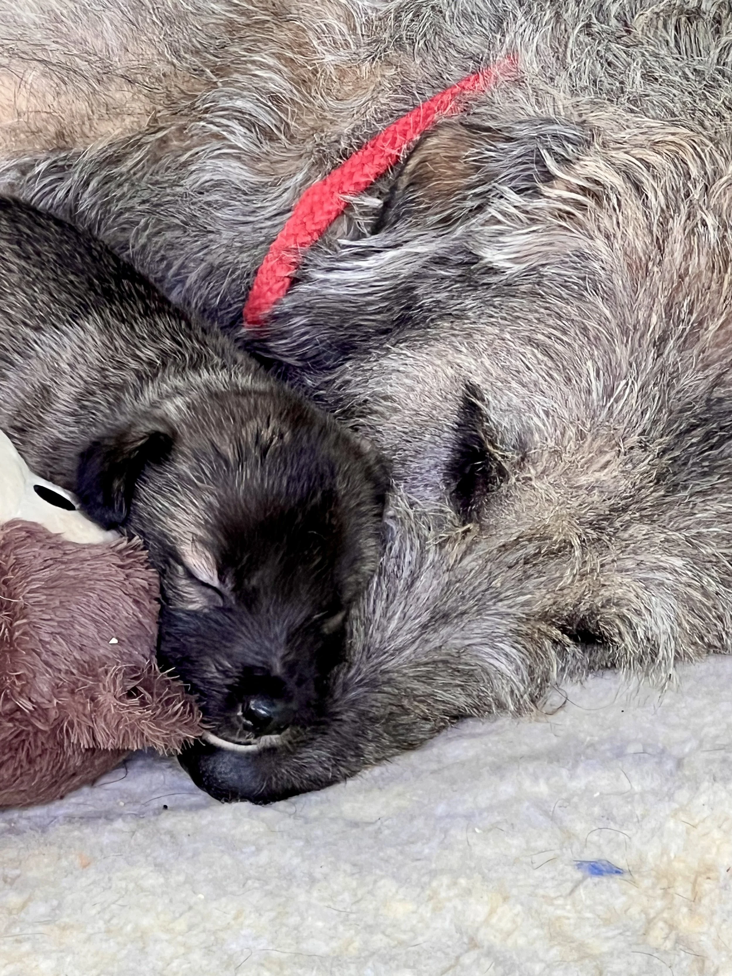 Ballyhara Alannah with pup