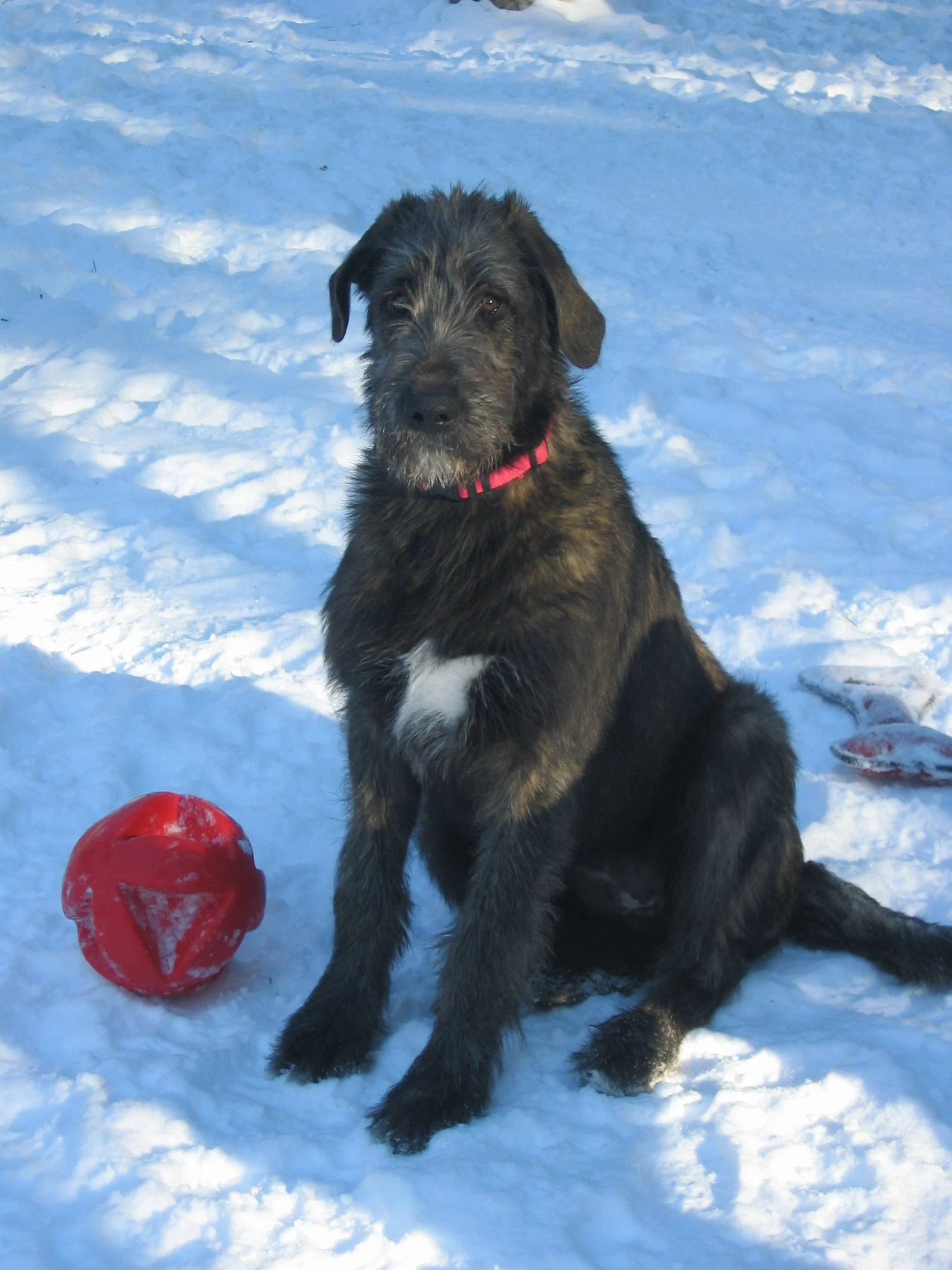 Irish Wolfhound Ballyhara Dallas