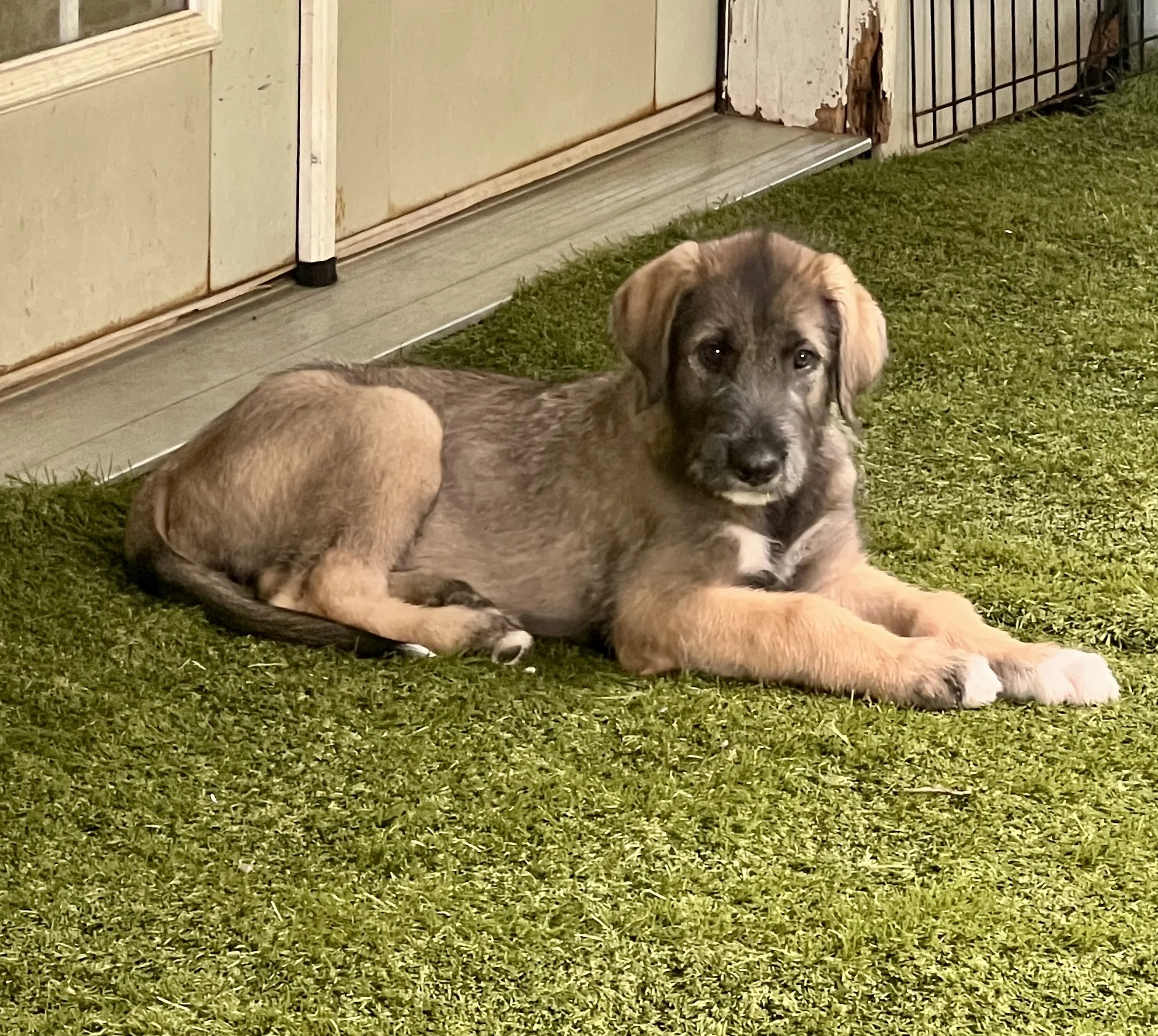 Ballyhara evangeline