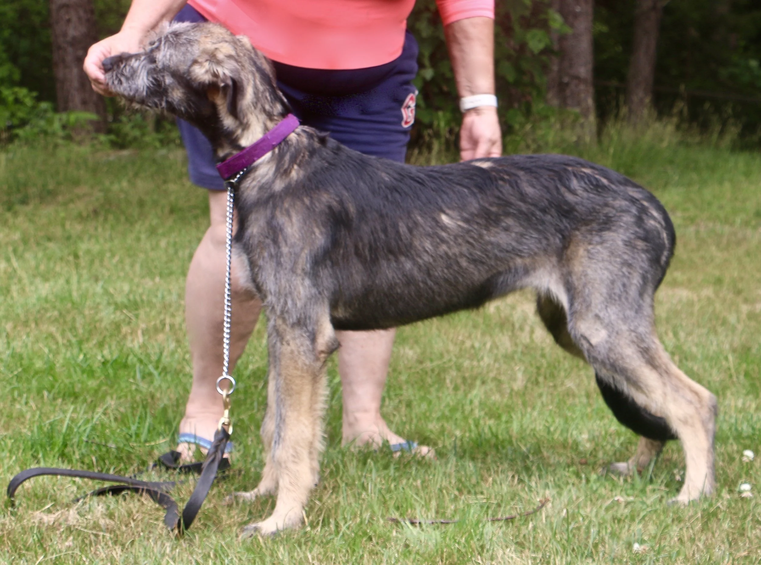 Ballyhara Alannah 10 months