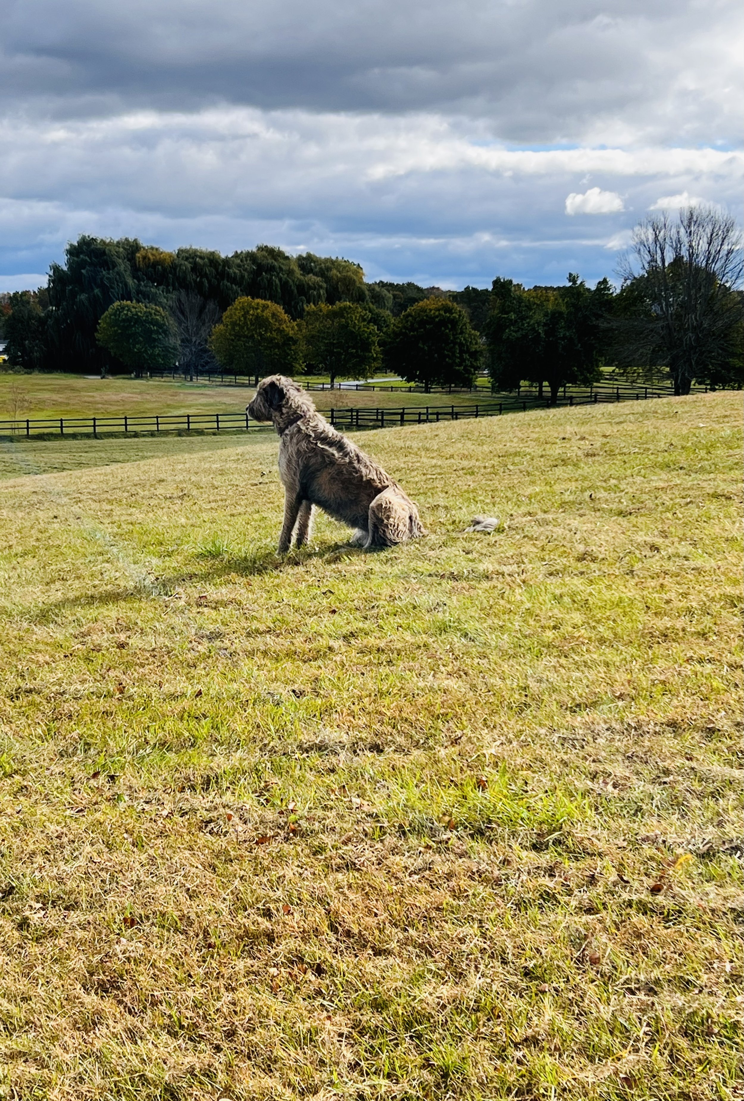 Ballyhara Afric gazing