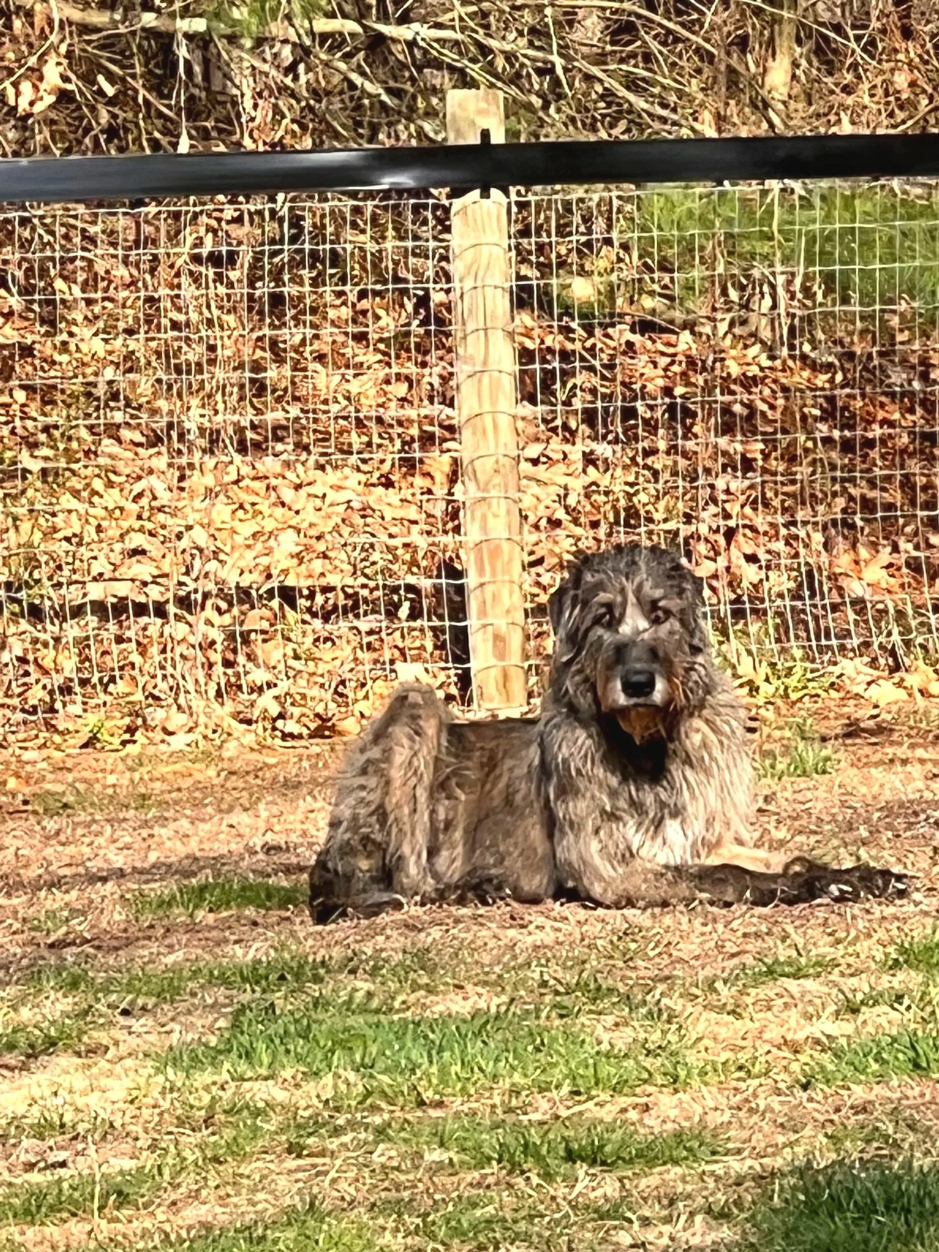 Irish Wolfhound Ballyhara Afric