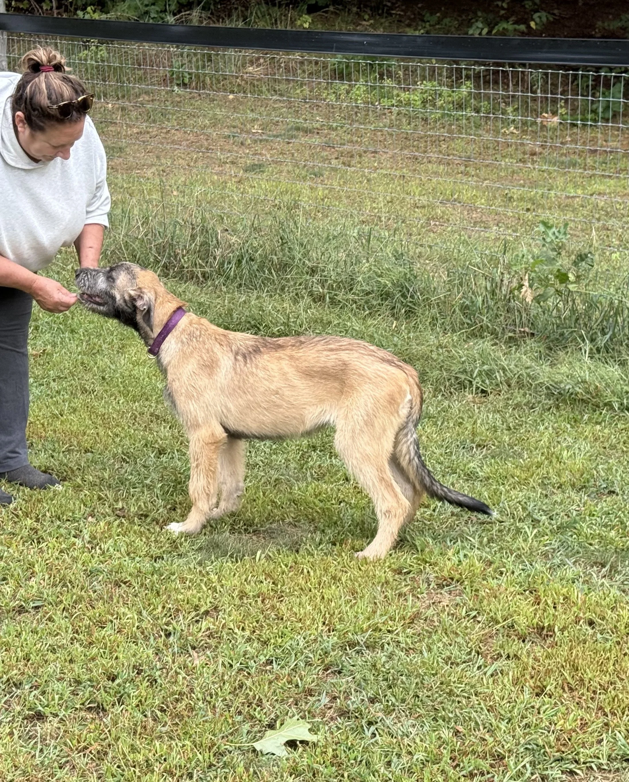 ballyhara evangeline