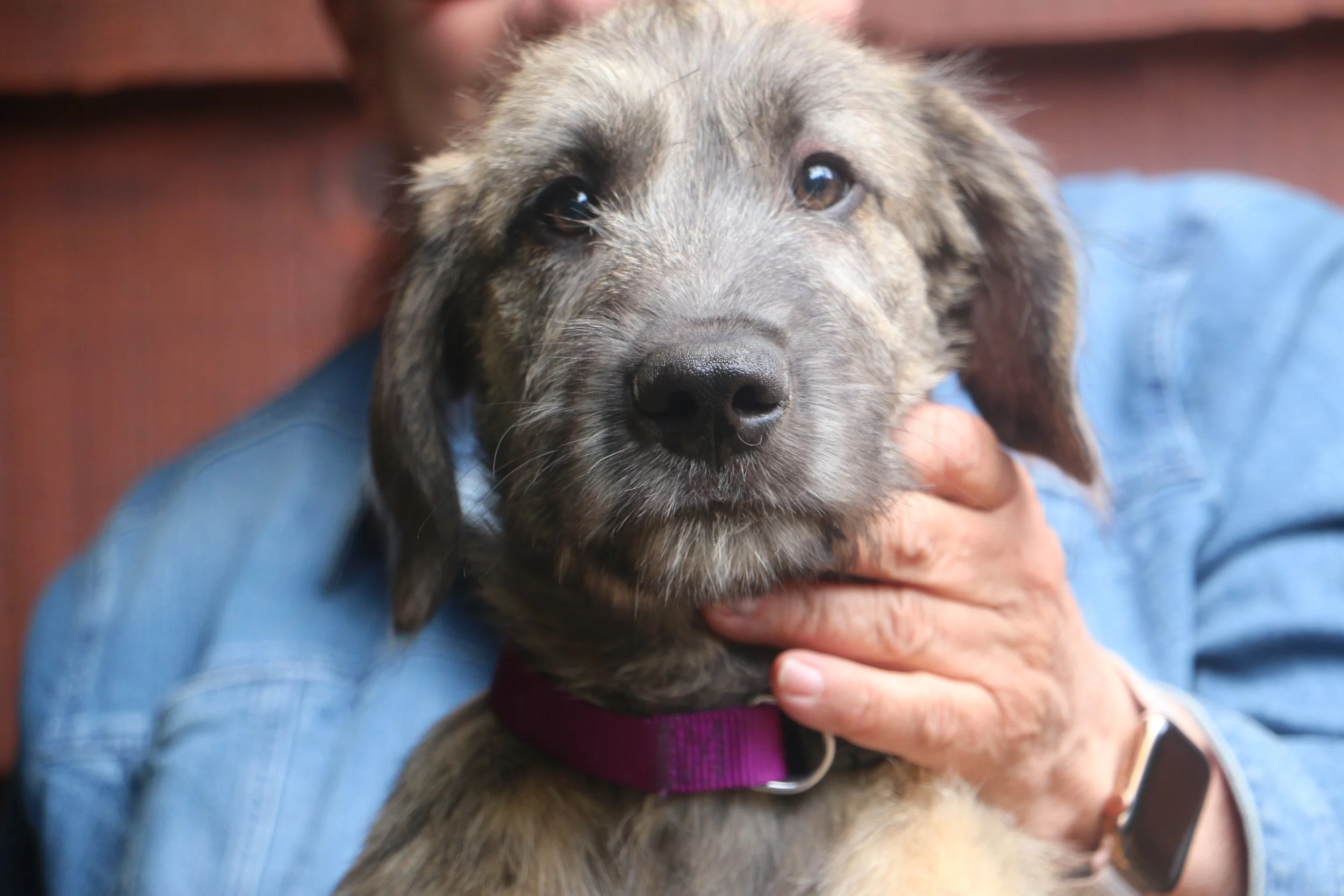 Ballyhara Afric head 