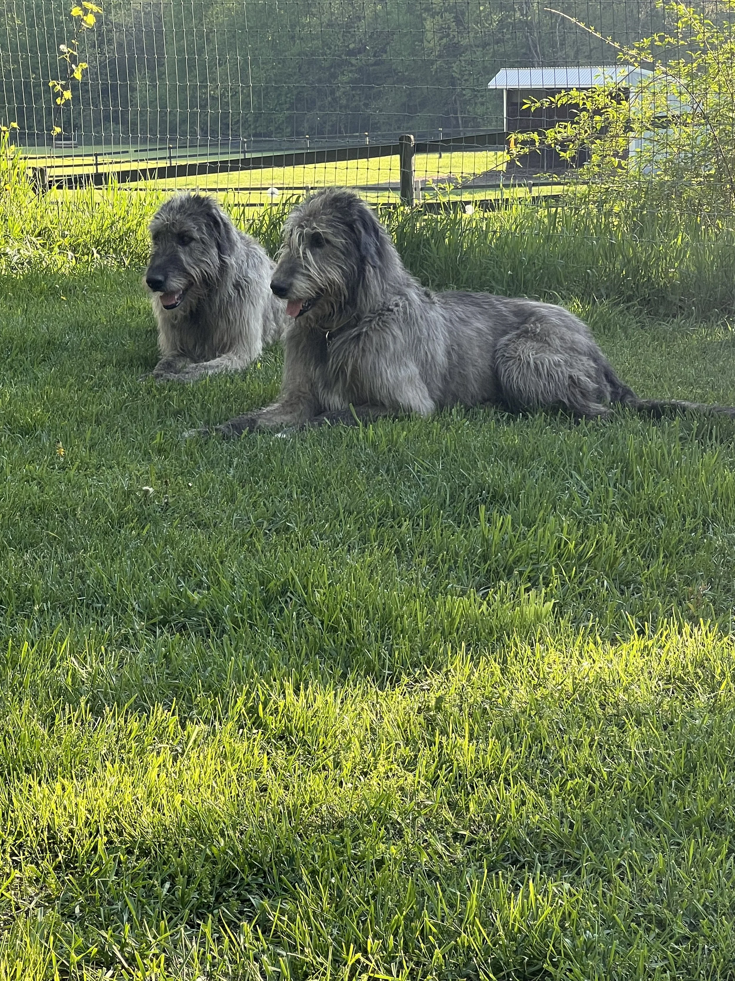 Ballyhara Afric and Mare