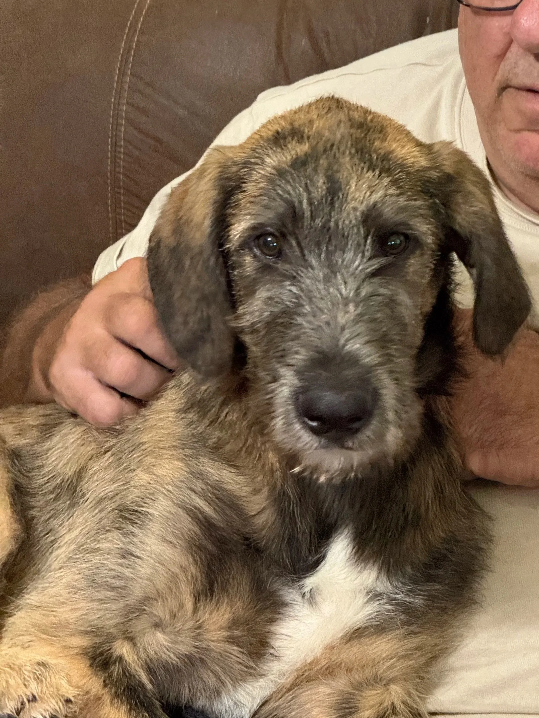 Irish Wolfhound Ballyhara Evan