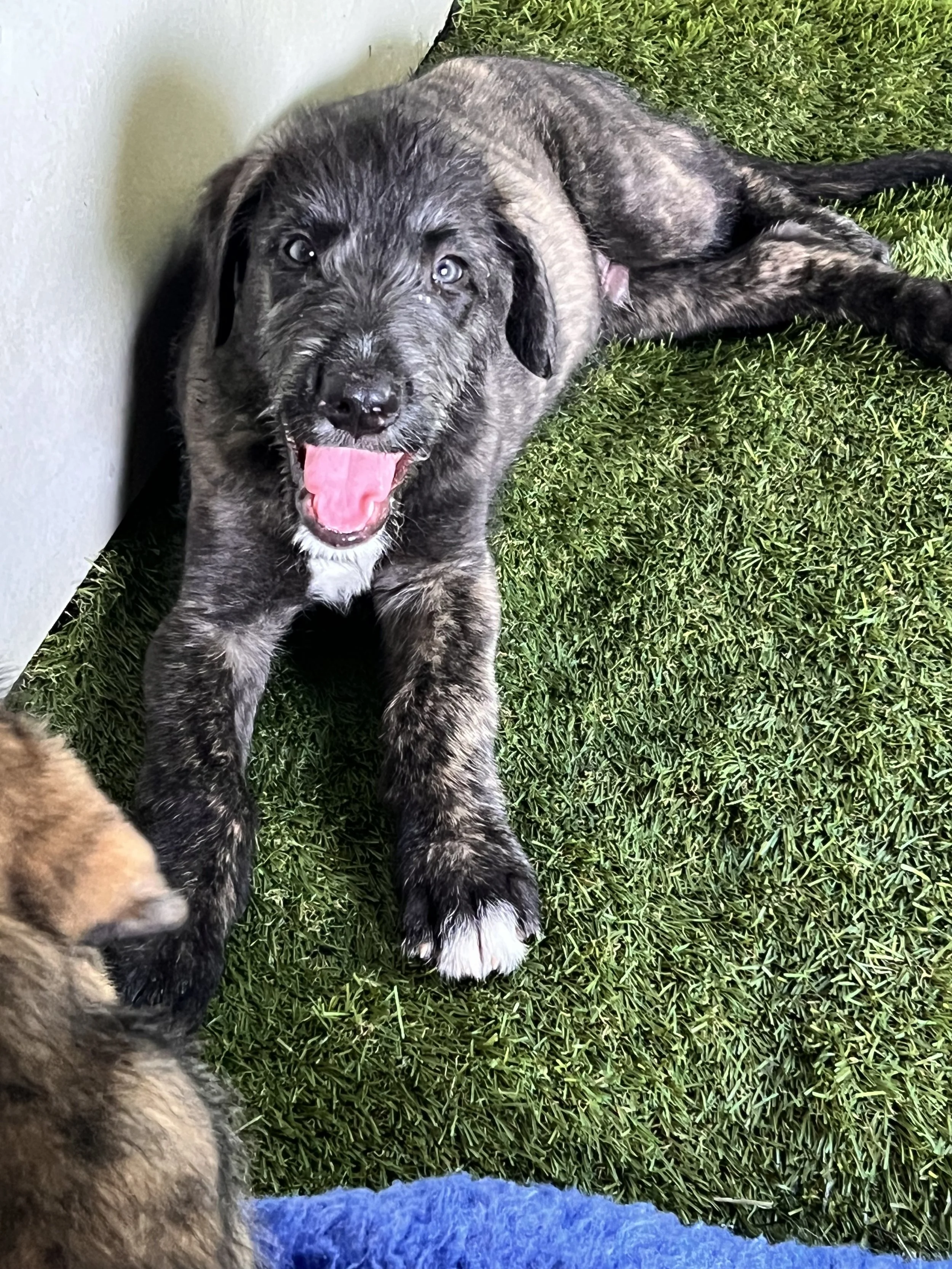 Emissary 6 weeks outside