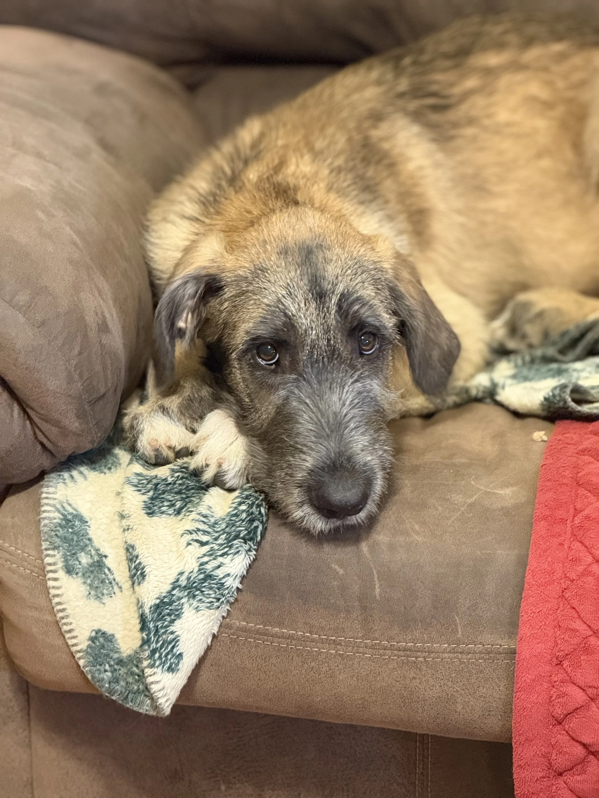 ballyhara evangeline