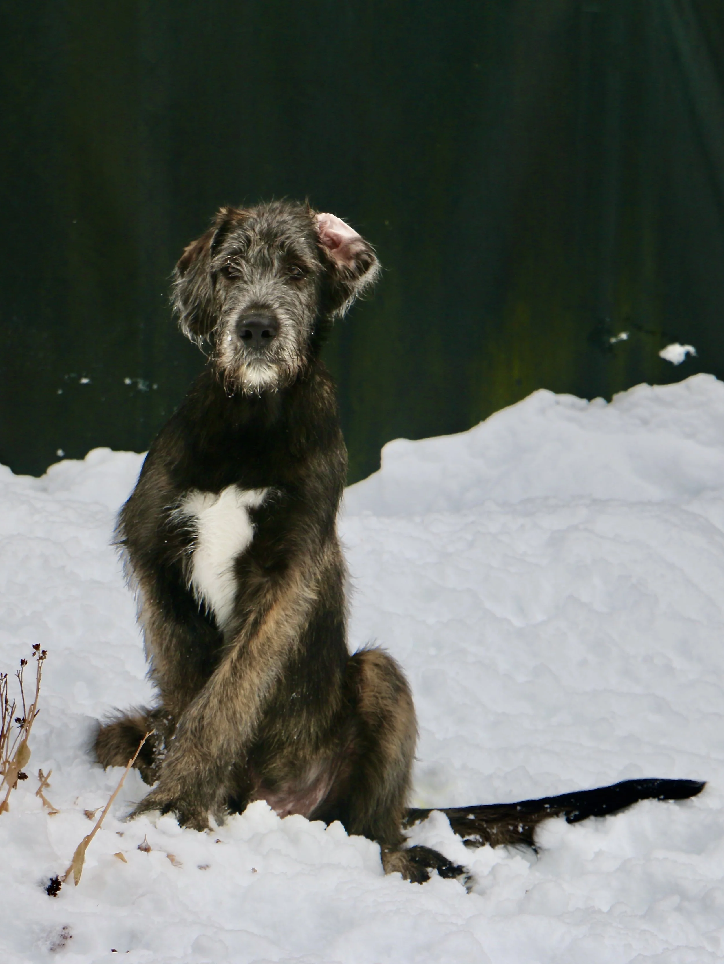 Irish Wolfhound Ballyhara Mane