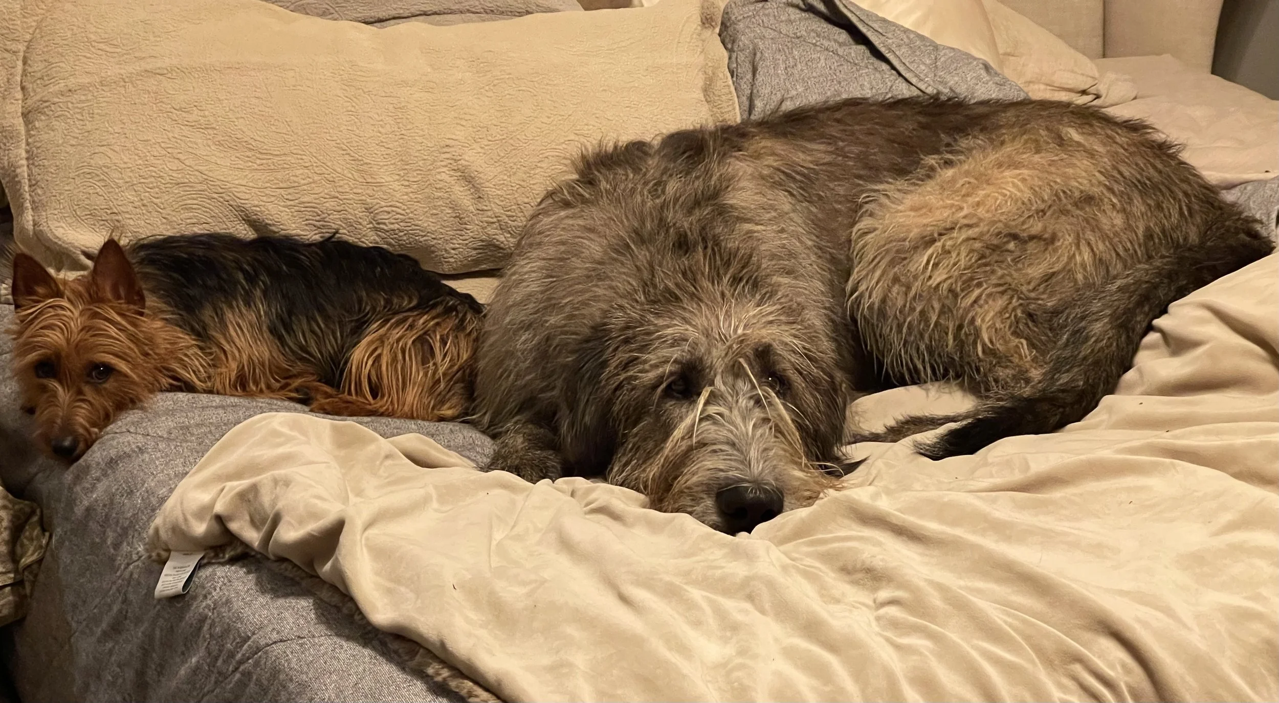 Irish Wolfhound Ballyhara Mare in Bed