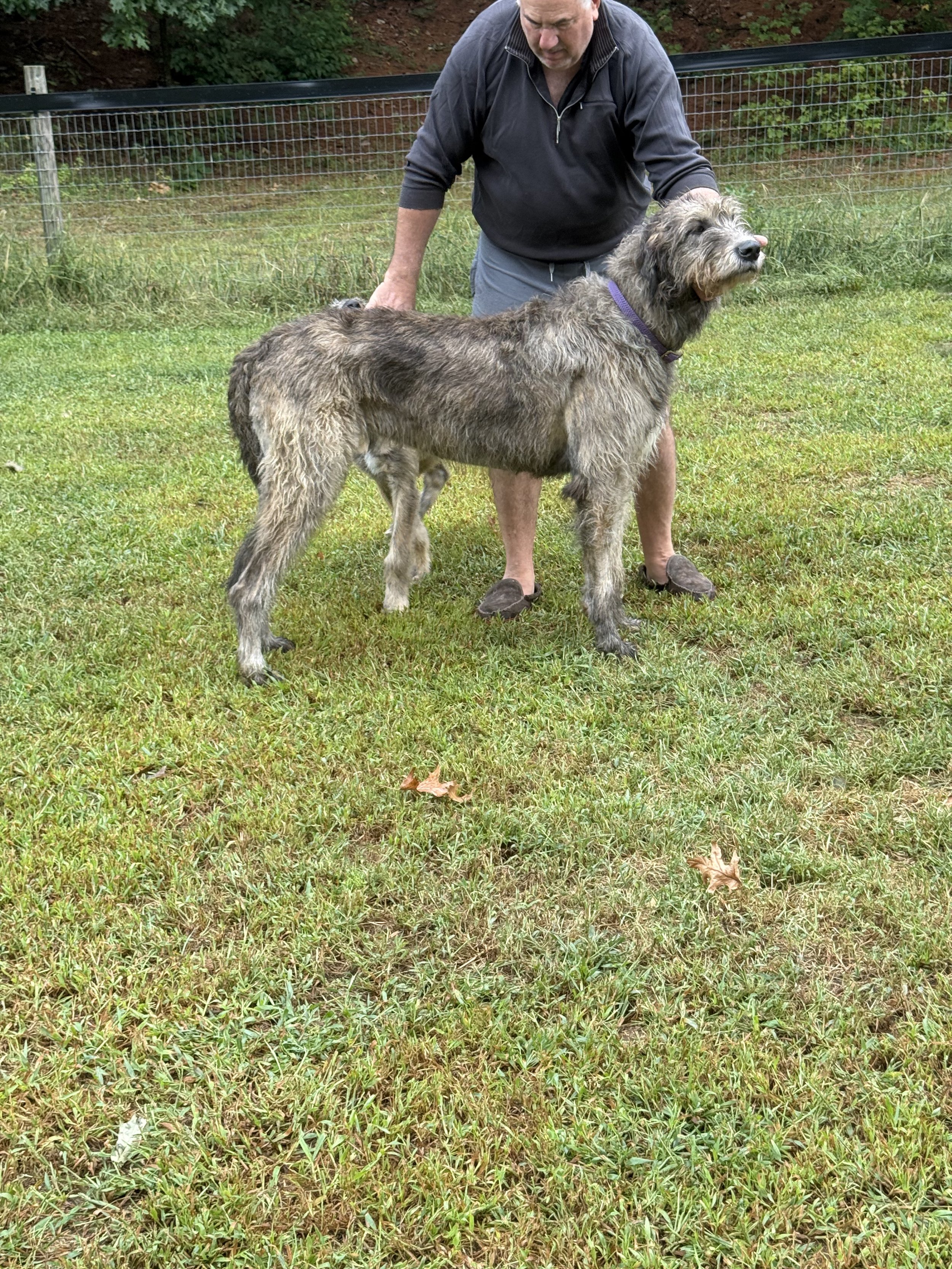 Ballyhara Afric w/Bobby