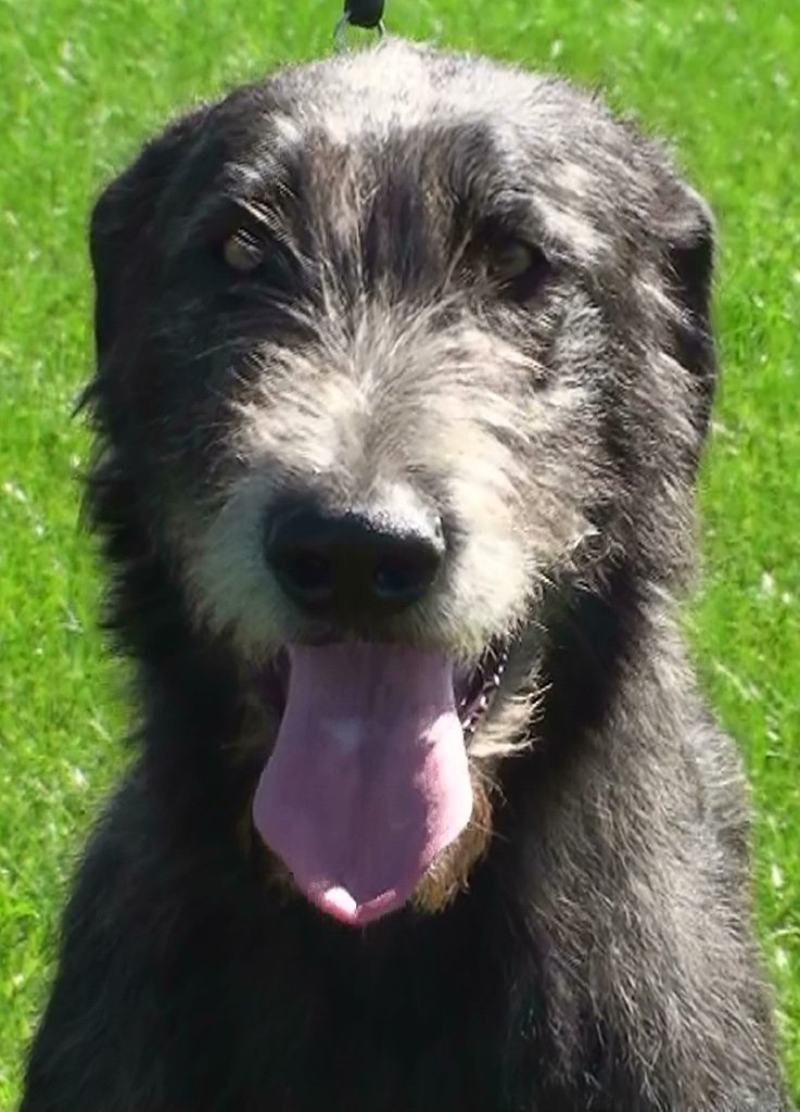 Irish Wolfhound Ballyhara Cinneide