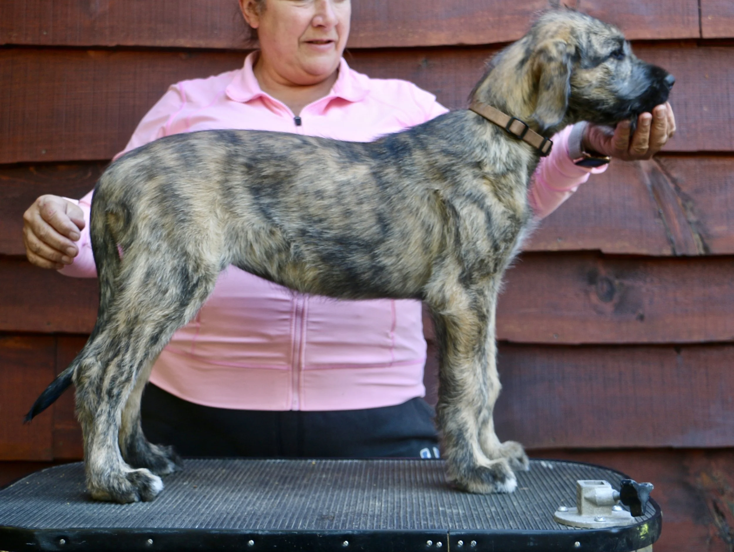 Ballyhara Afric 8 weeks