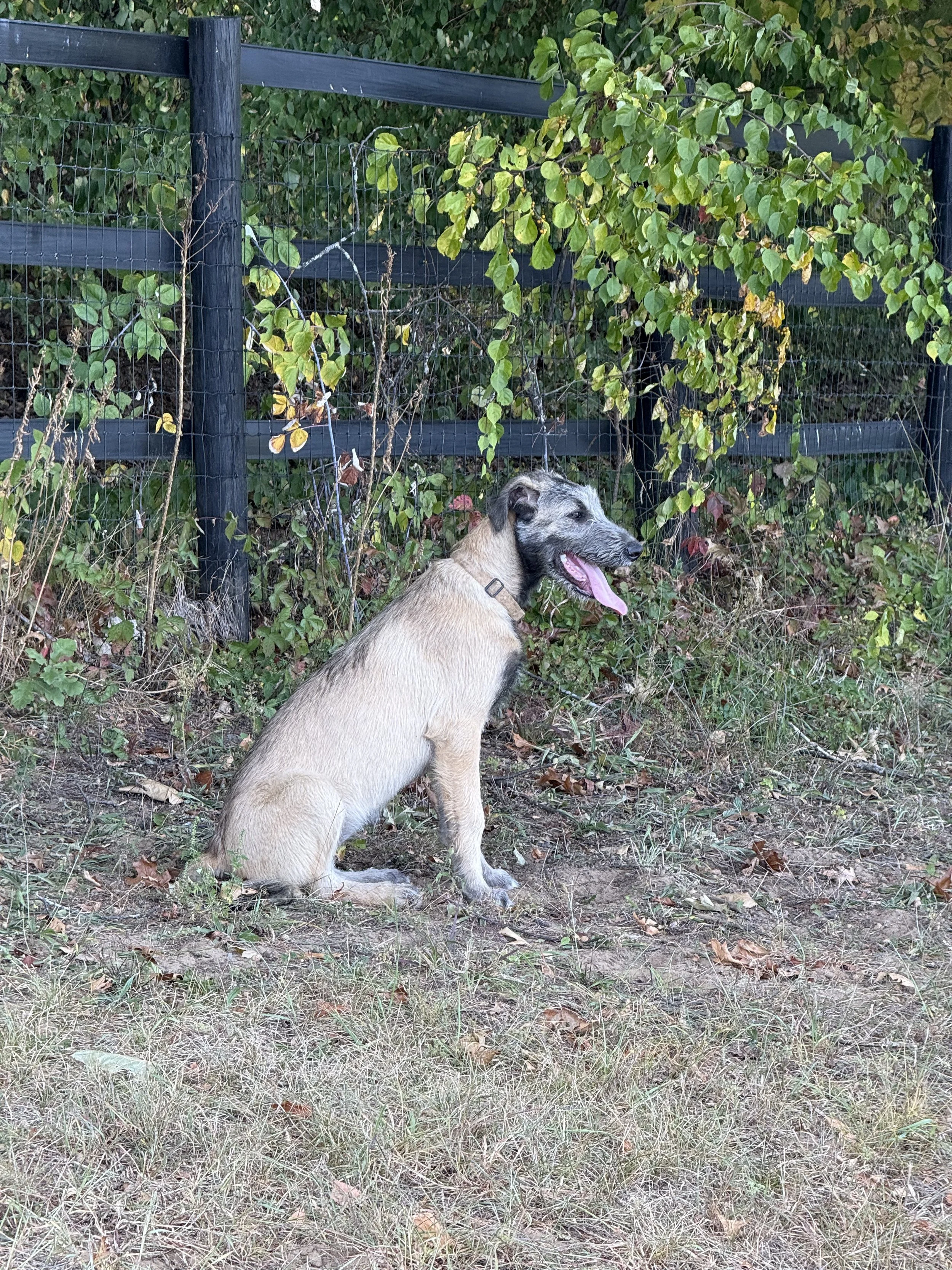 ballyhara elle resting
