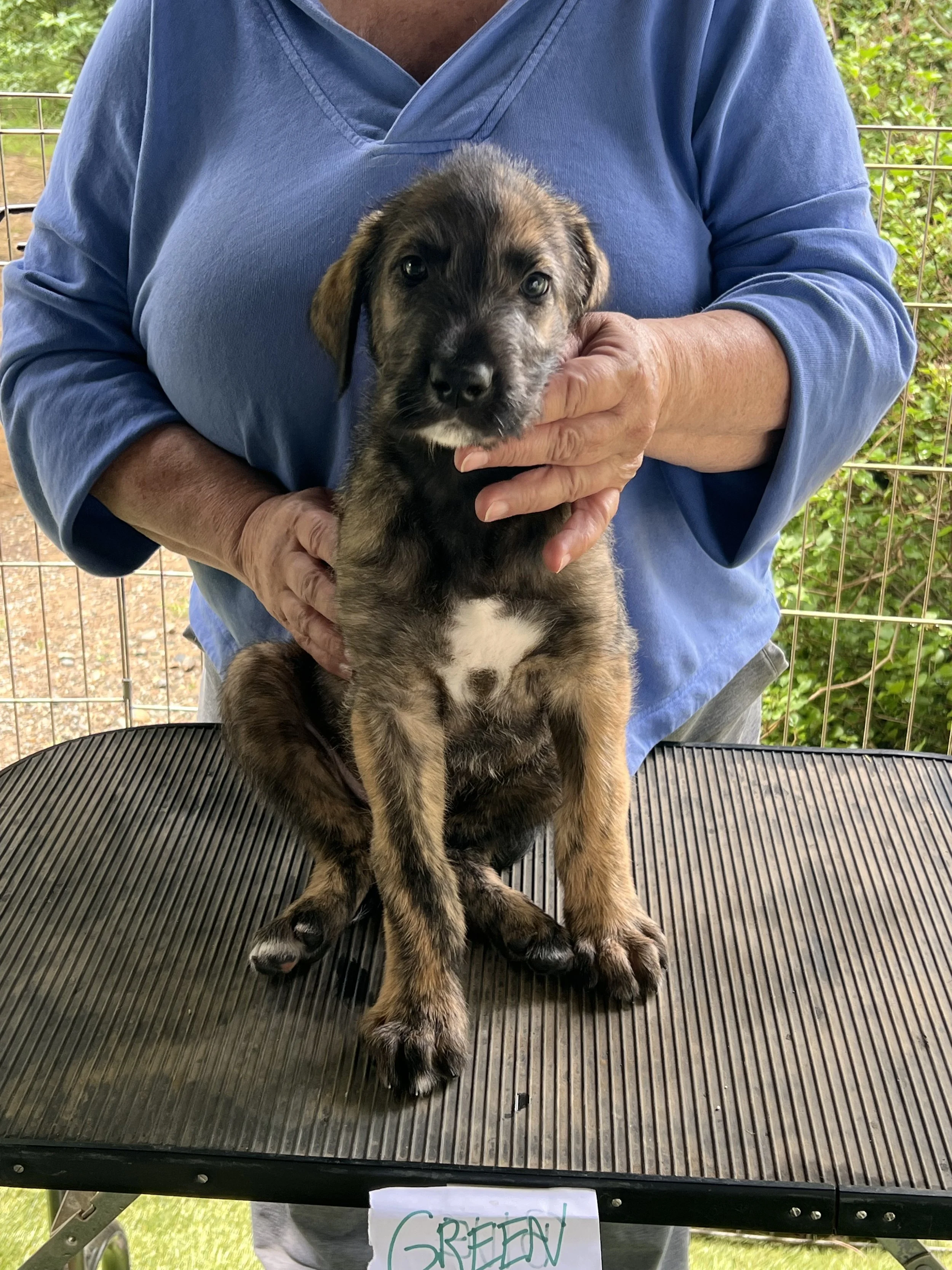 Ballyhara Erin headpiece